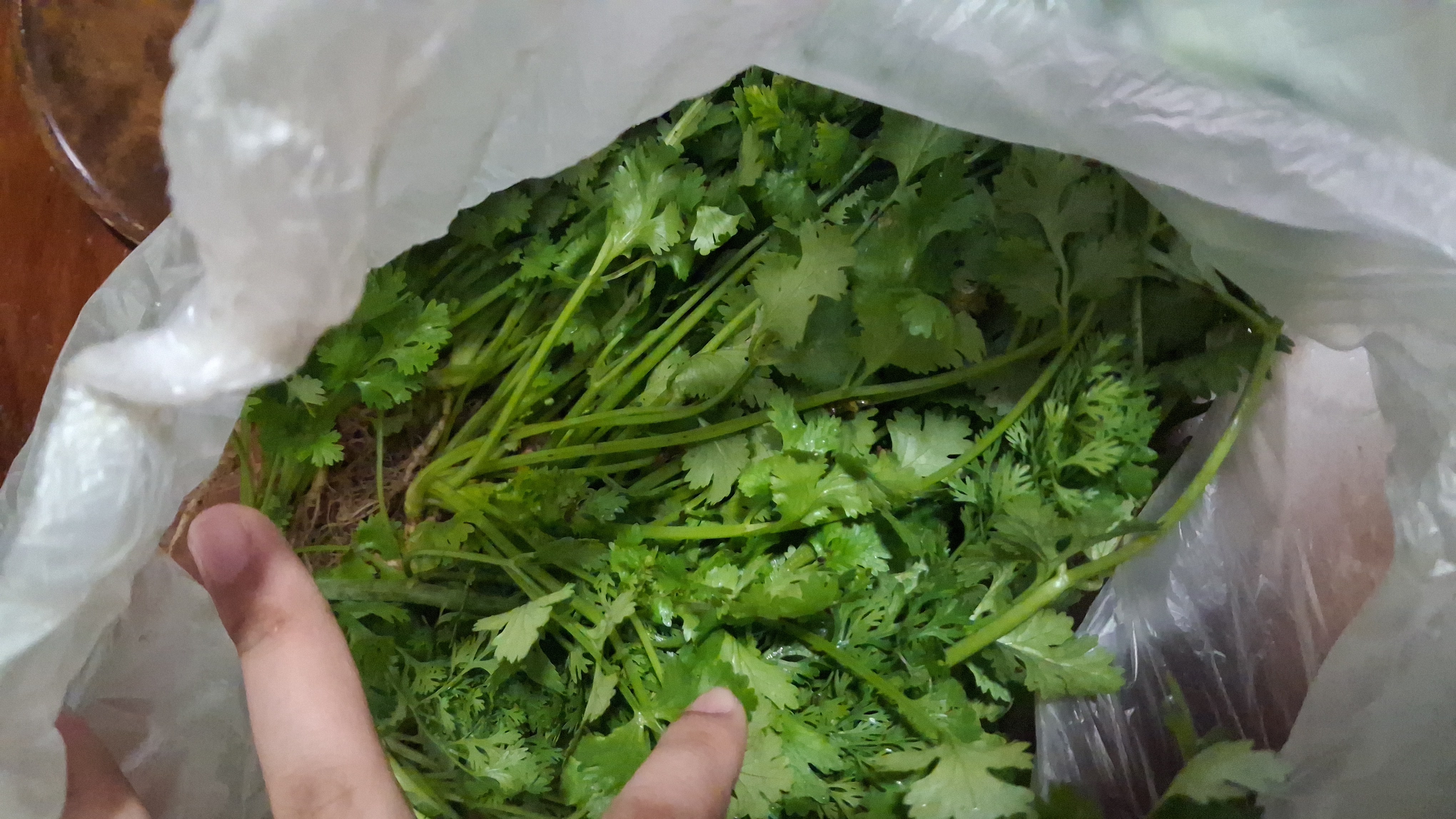 cilantro photo 2