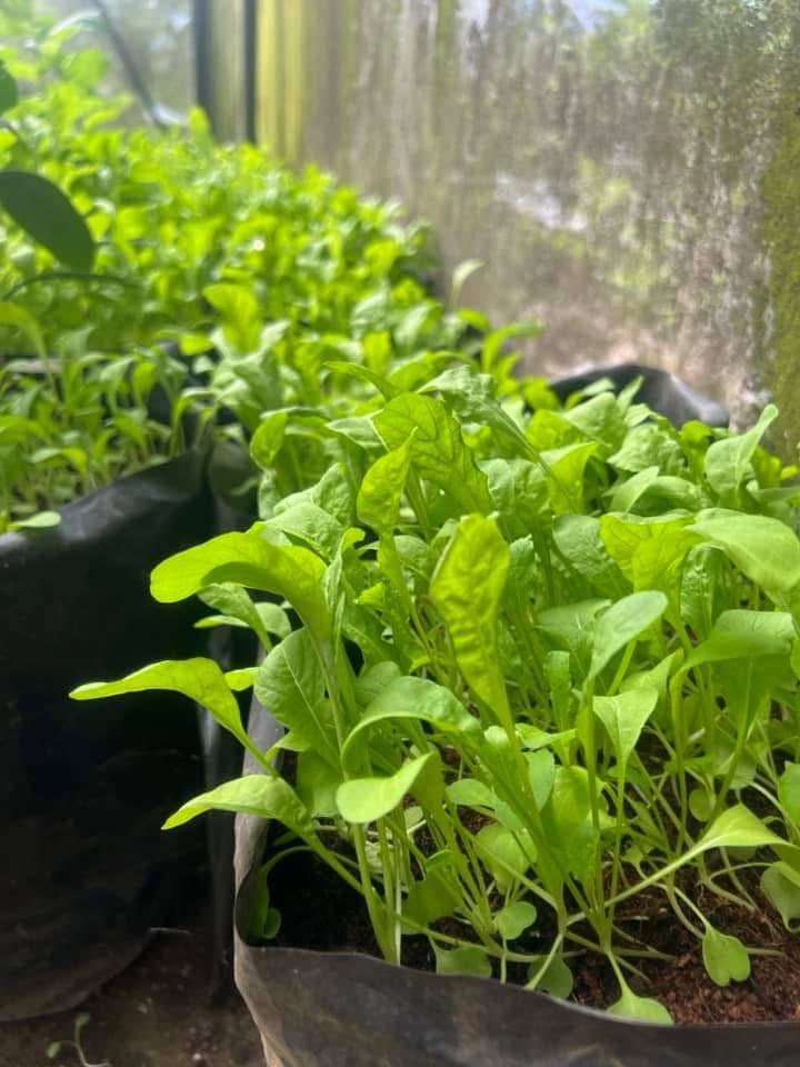 arugula photo 2