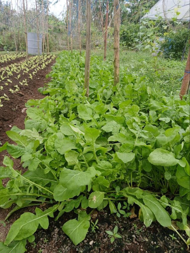 arugula