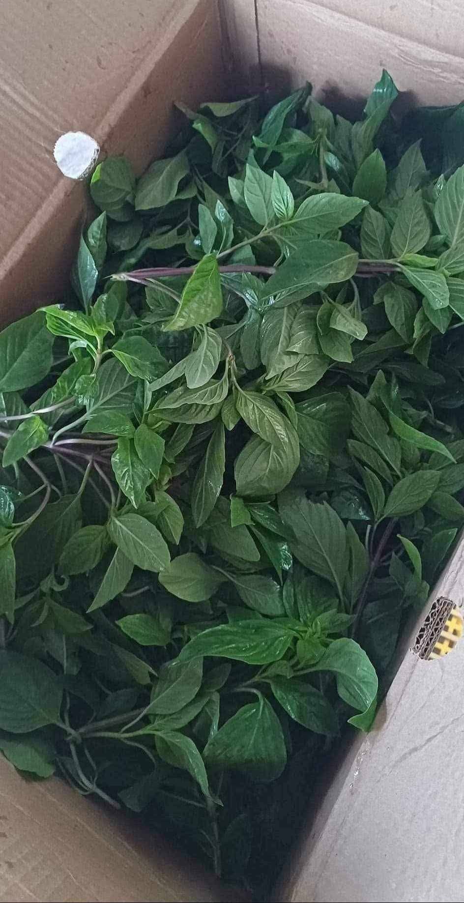 thai basil photo 2