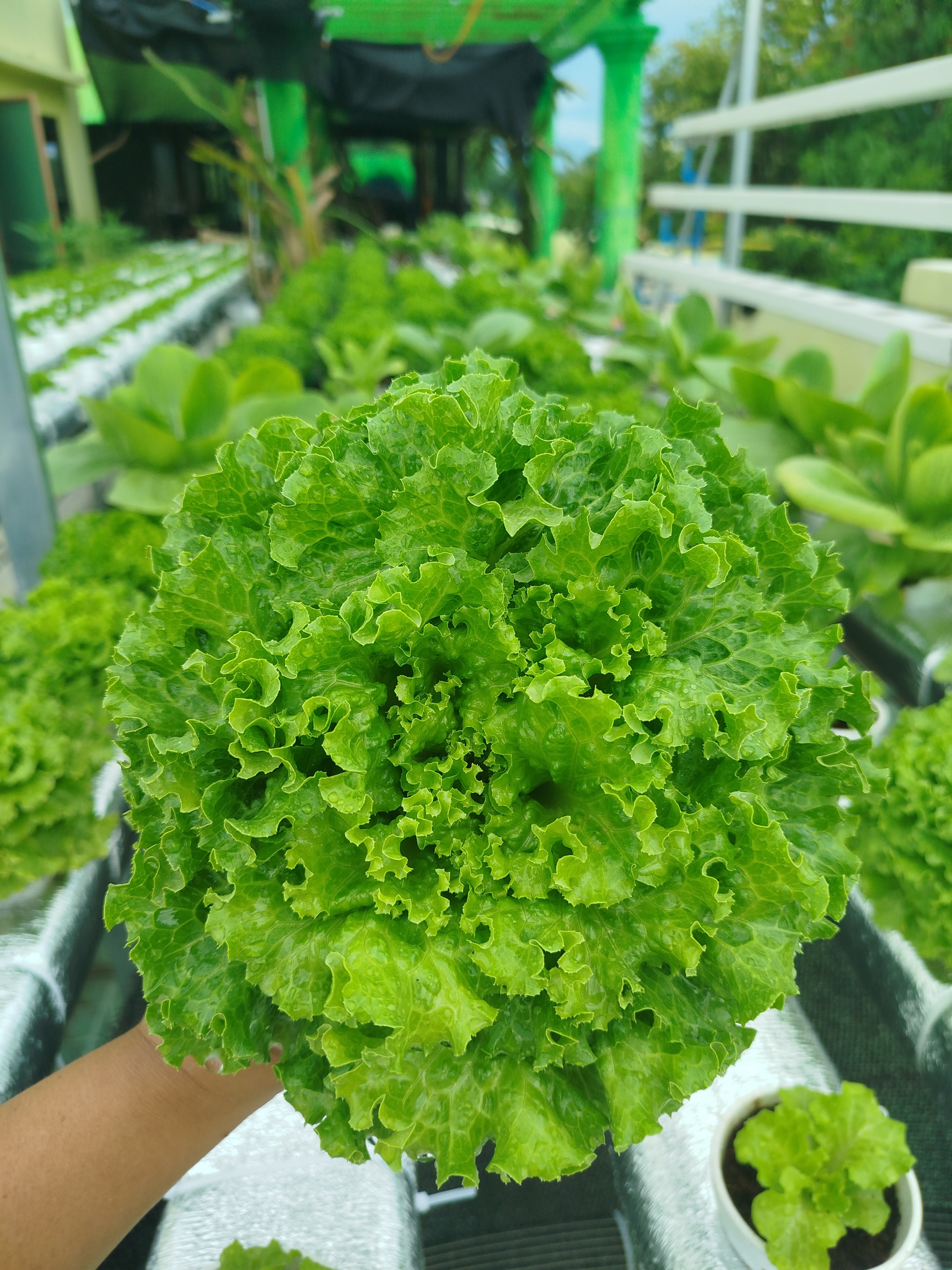 Fresh Lettuce photo 3