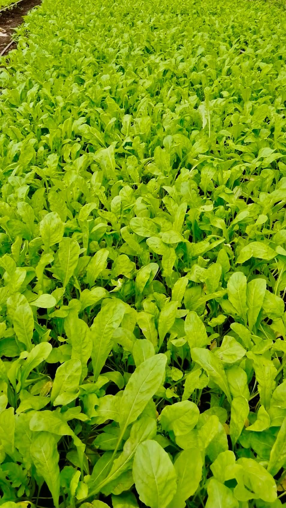 arugula photo 2