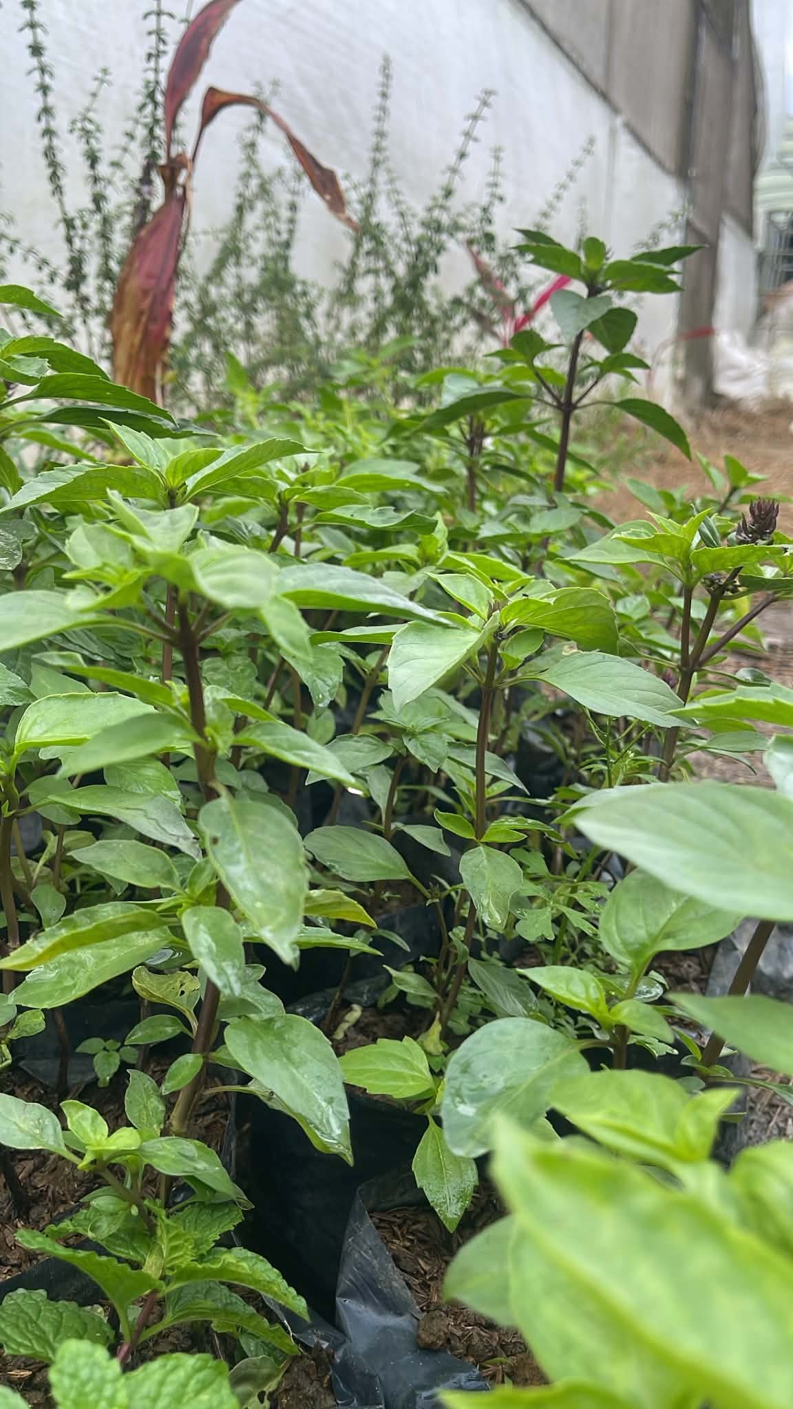 Thai basil