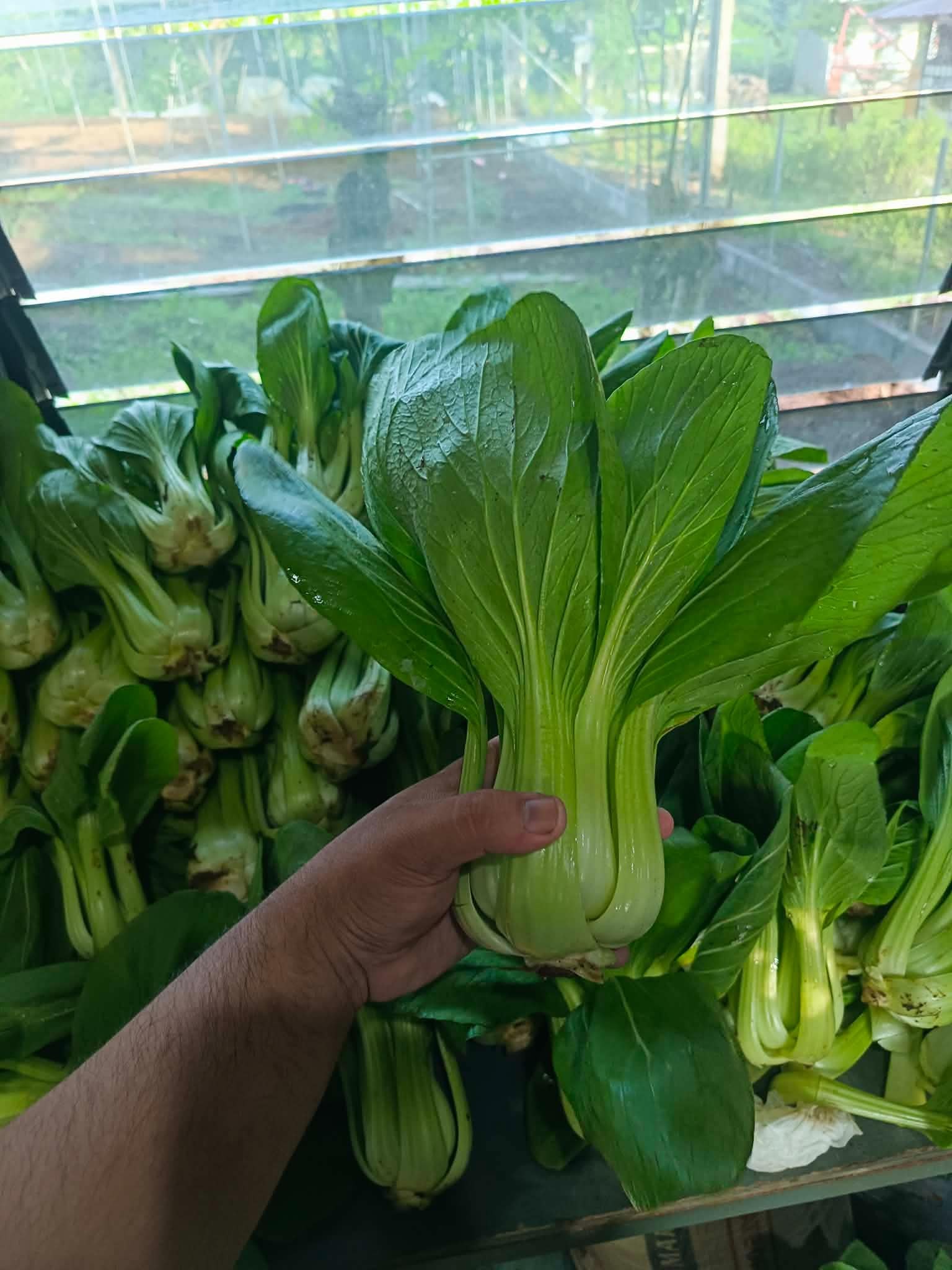 bokchoy