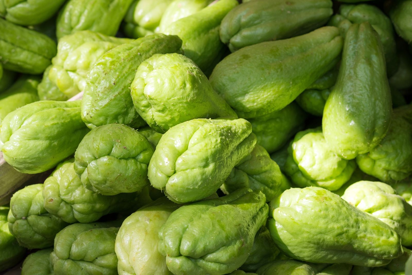 Sayote (Chayote) photo 2