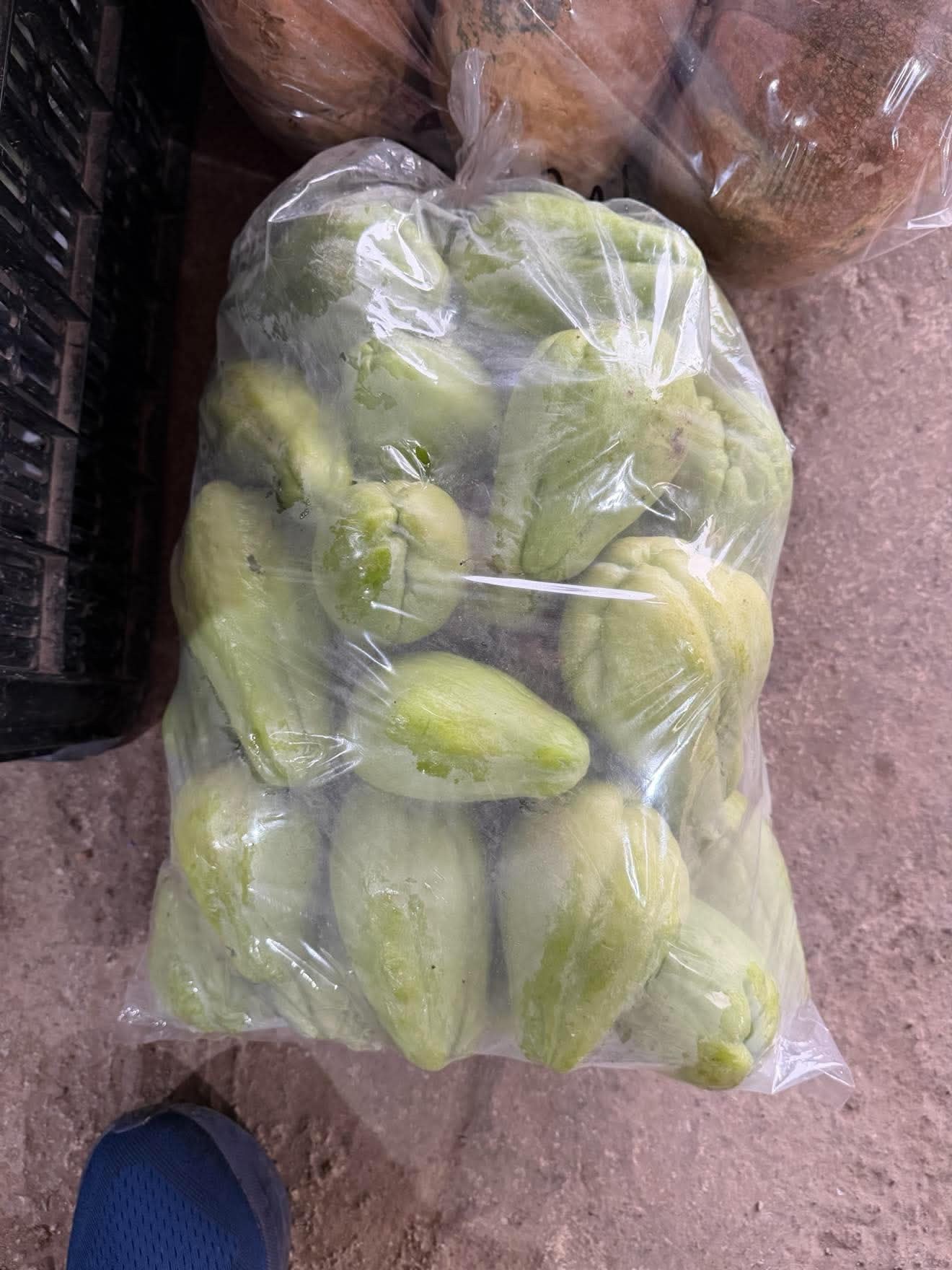 Sayote (Chayote) photo 3
