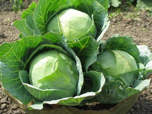Repolyo (Cabbage)