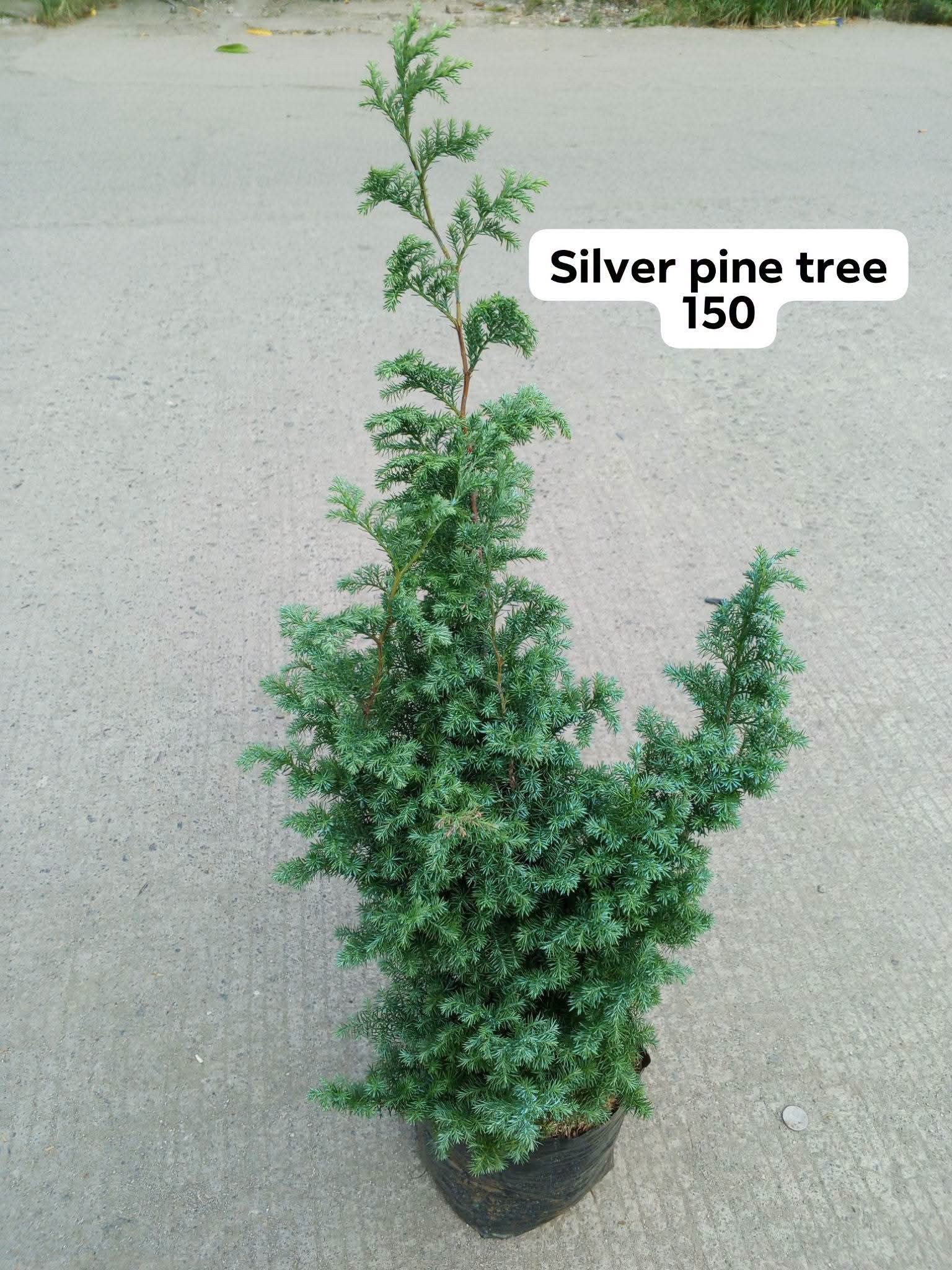 silver pine tree