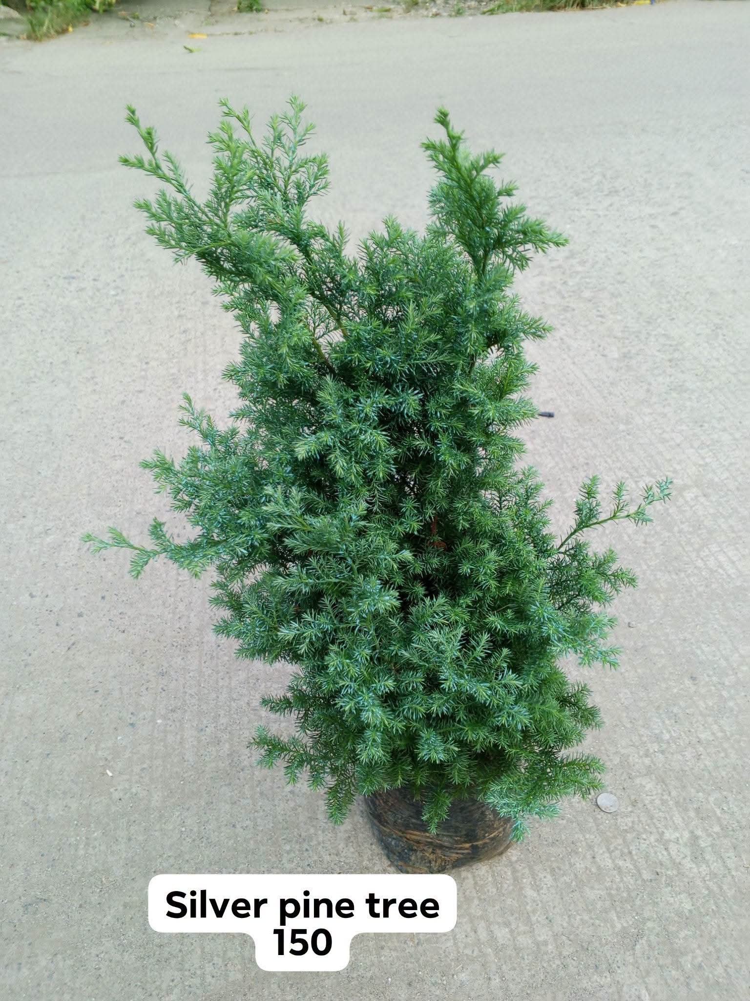 silver pine tree photo 2