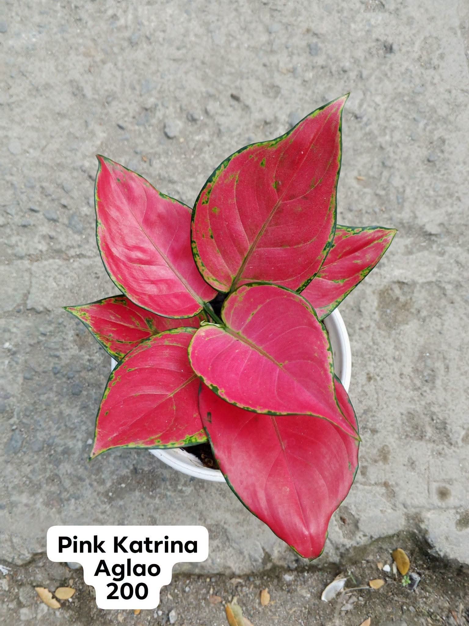 pink Katrina aglaonema photo 2