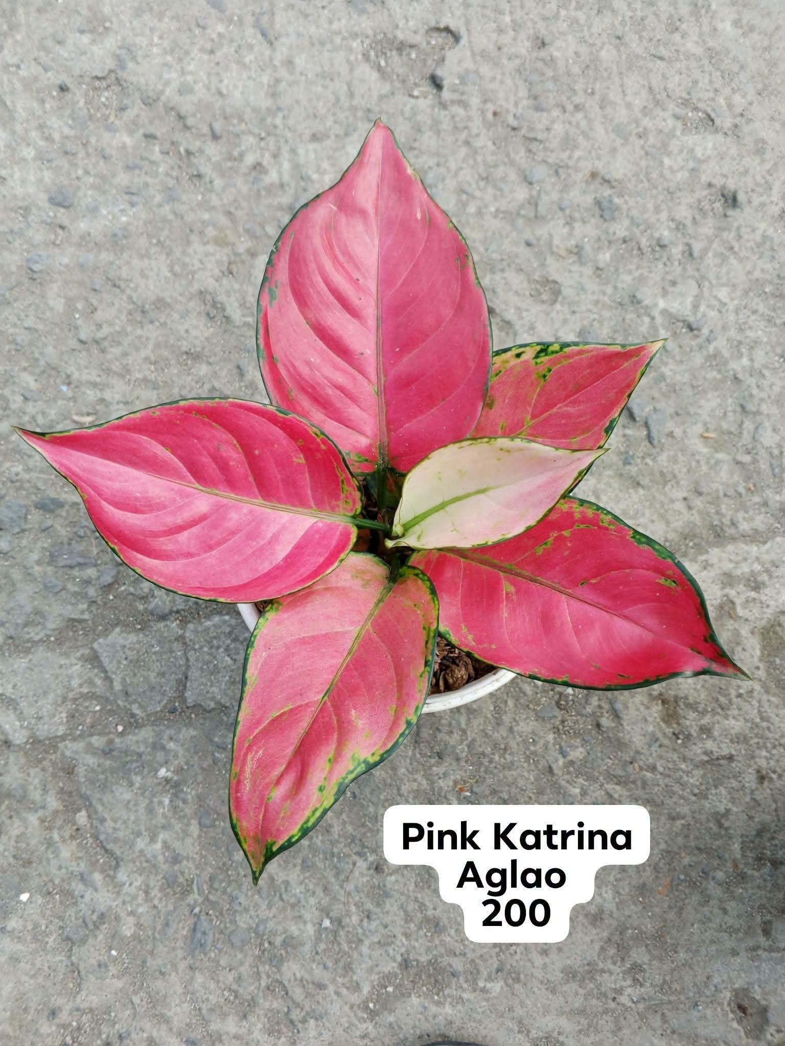 pink Katrina aglaonema