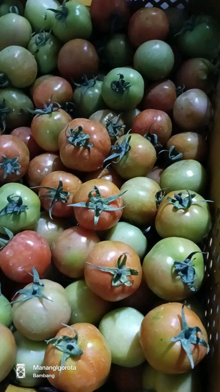 tomatoes