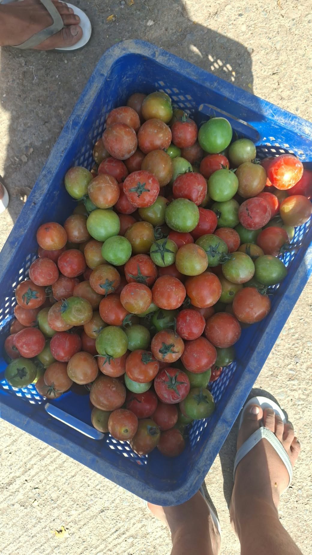 tomatoes photo 6