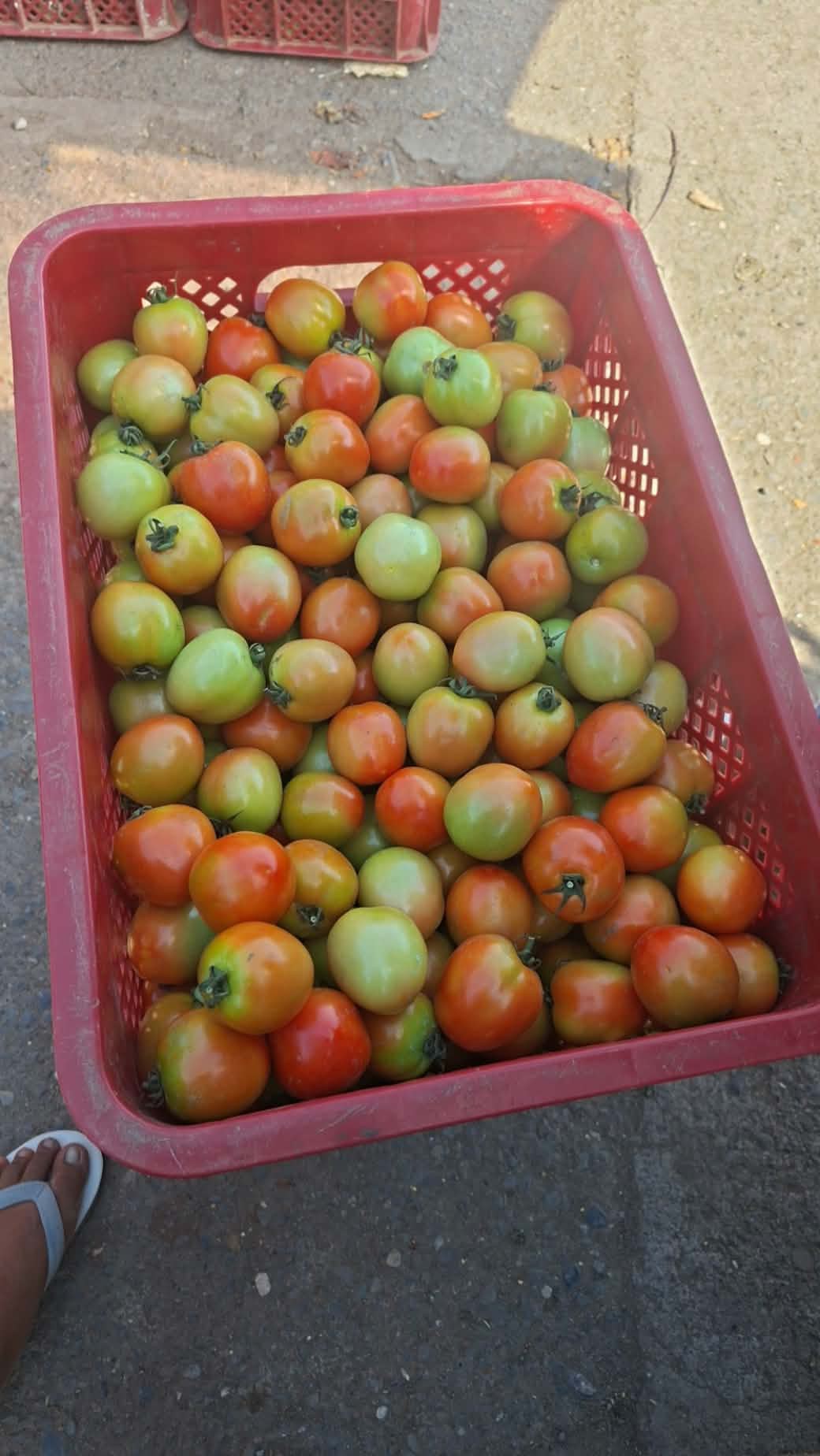 tomatoes photo 3