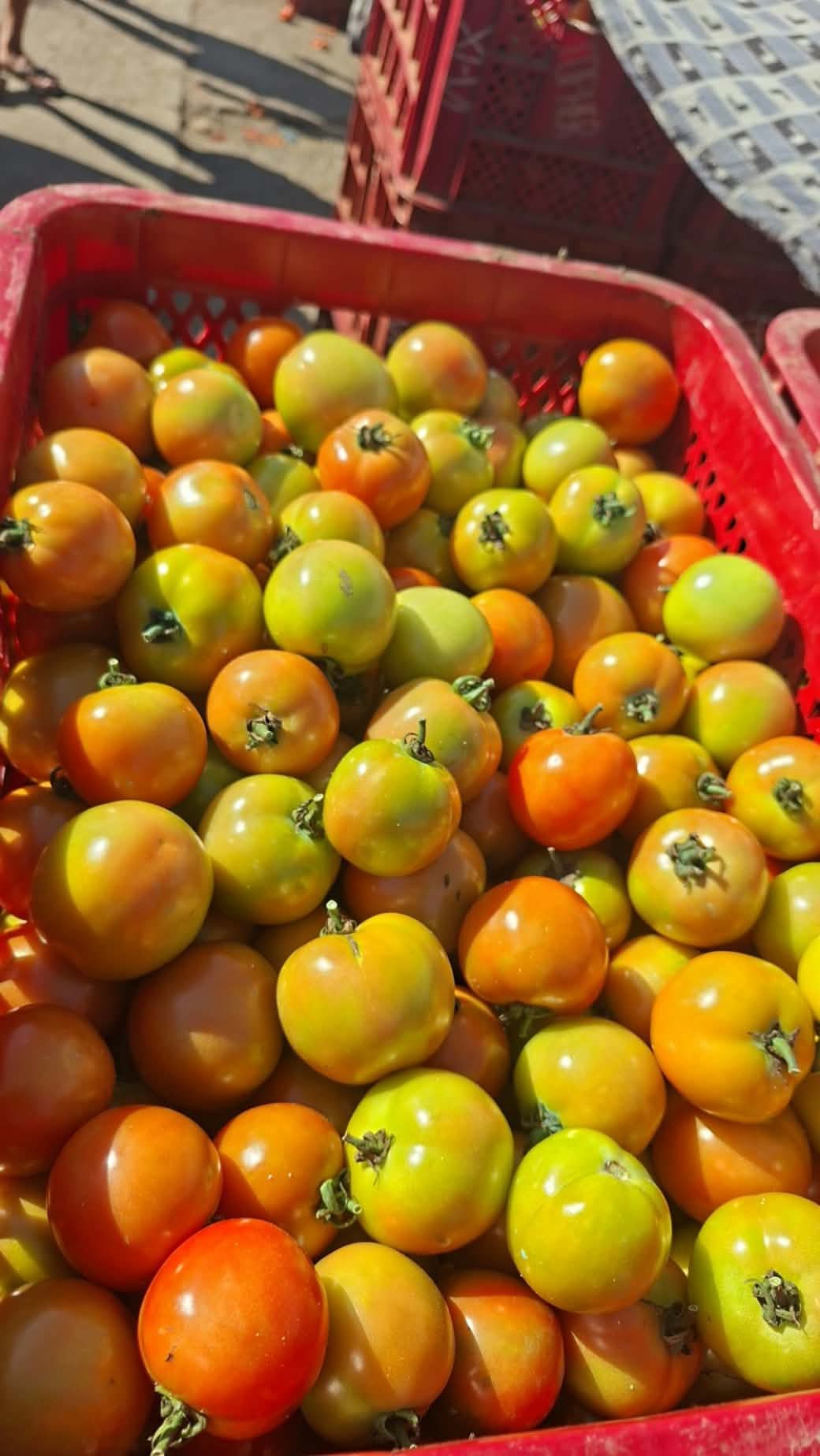 tomatoes photo 4