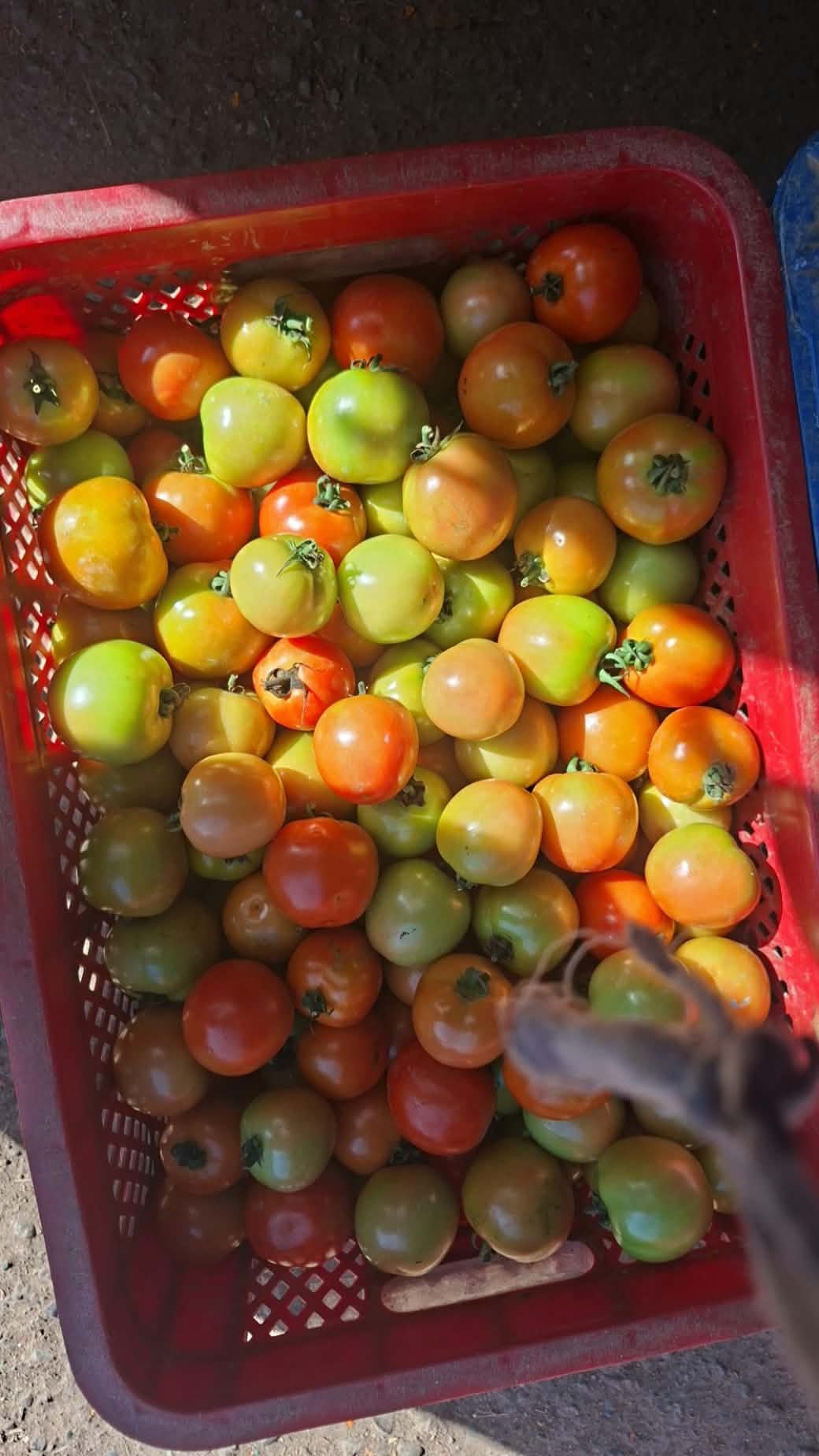 tomatoes photo 5