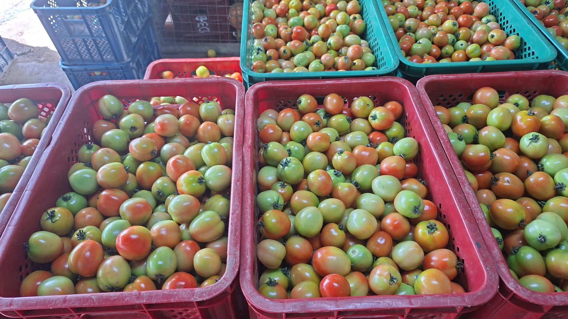 tomatoes photo 2