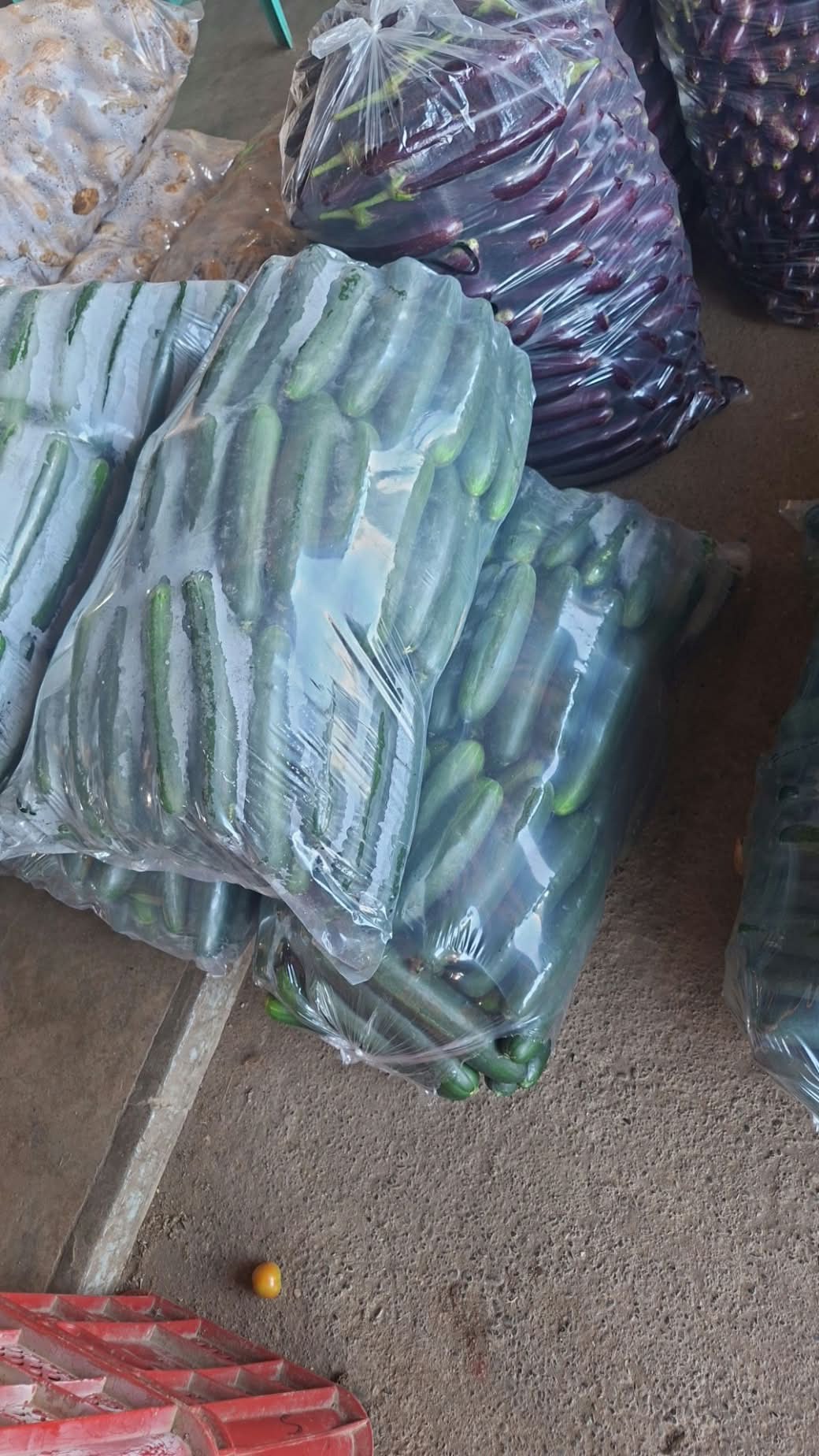 PIPINO