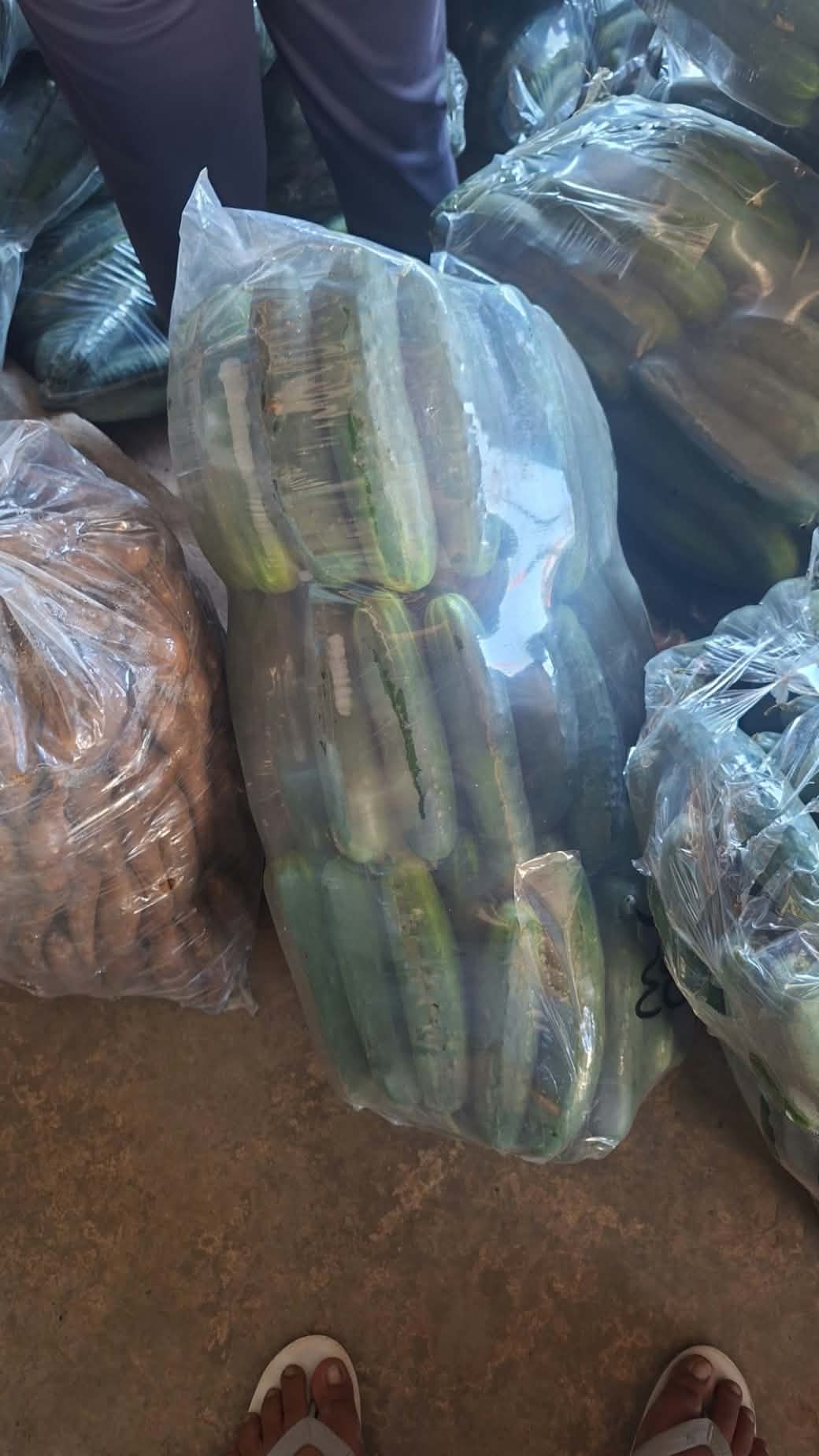 PIPINO photo 2