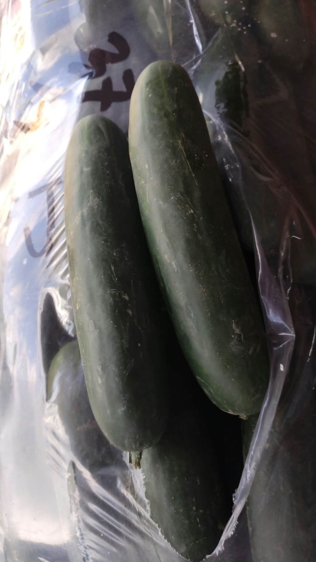 PIPINO photo 6