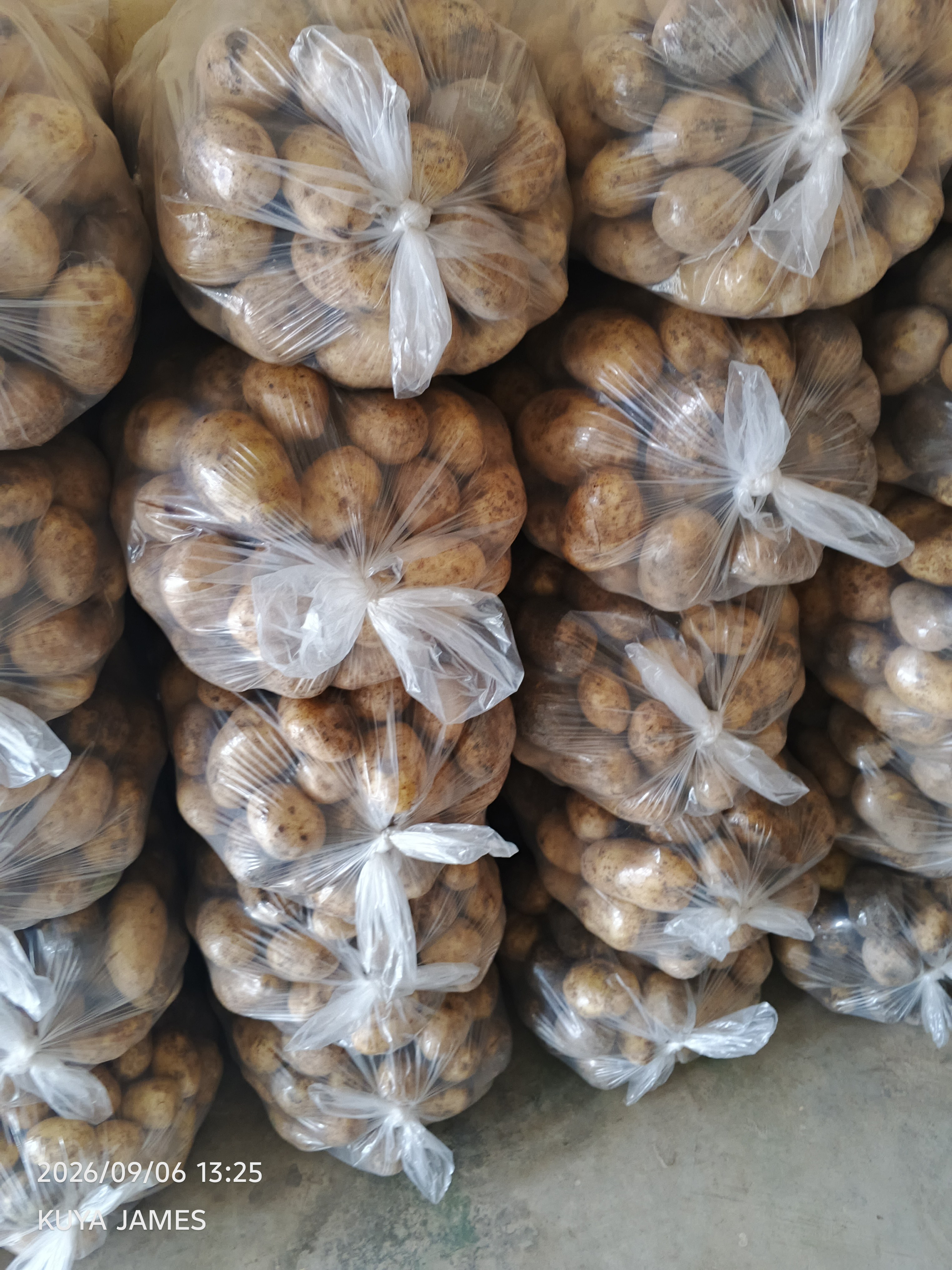 Potato photo 6