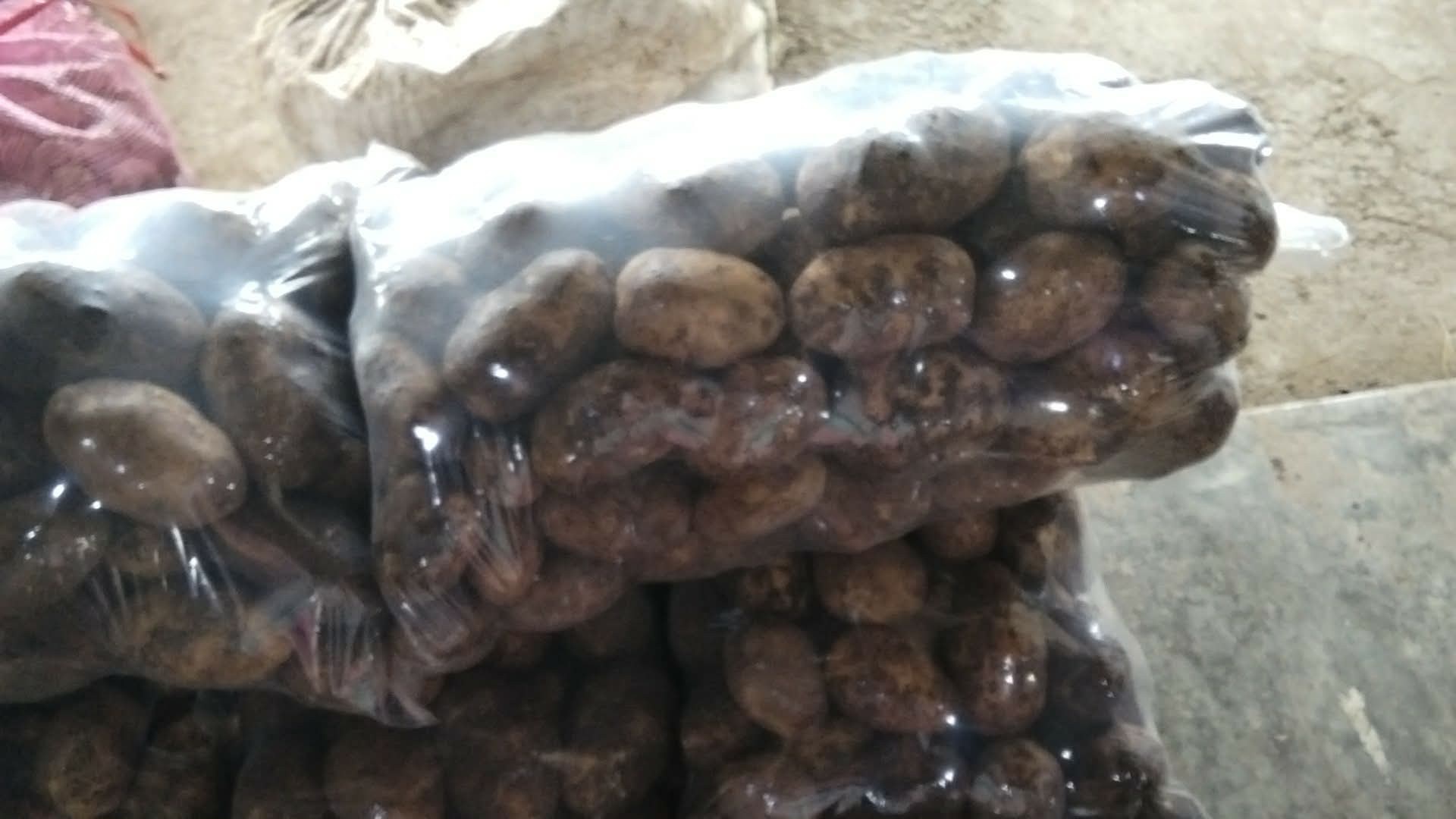 Potato photo 5