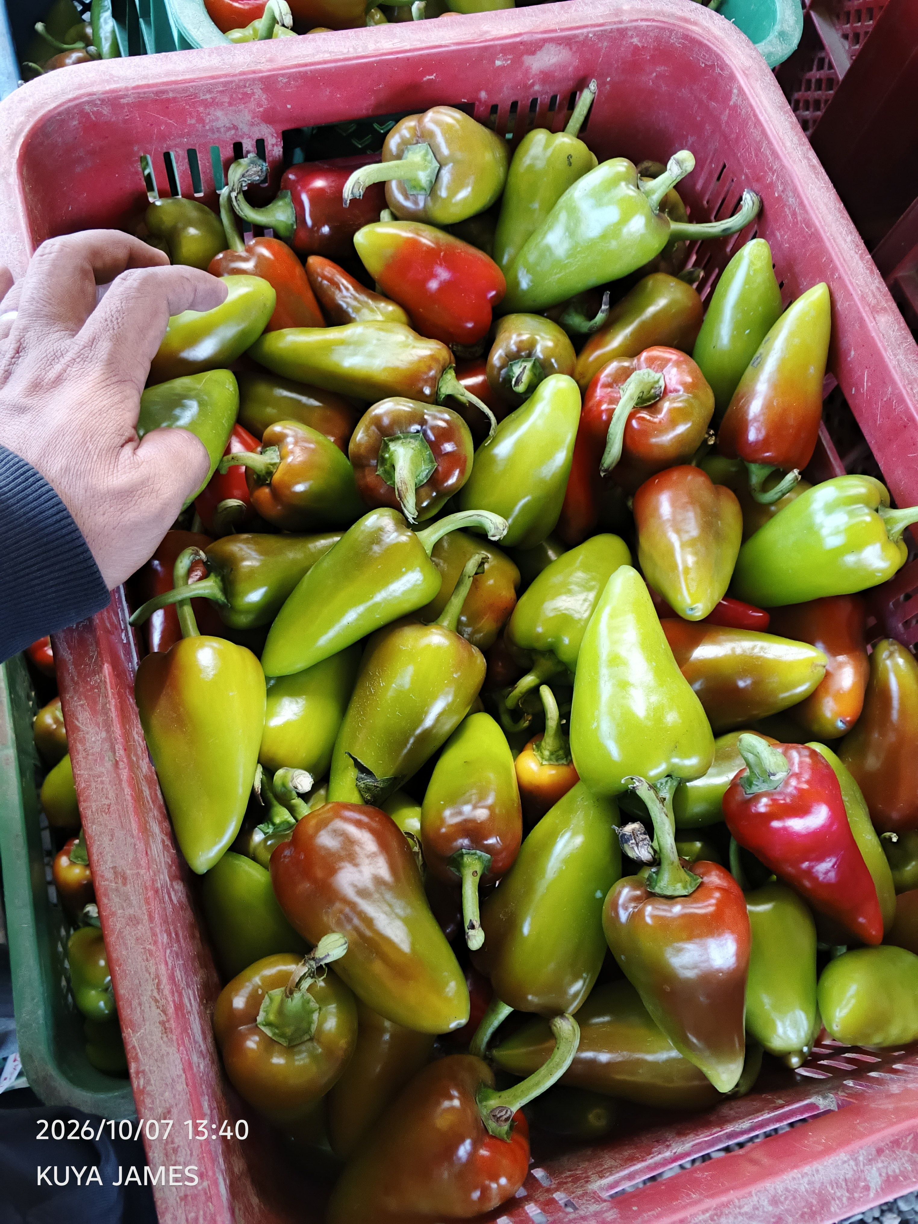 BELL PEPPERS