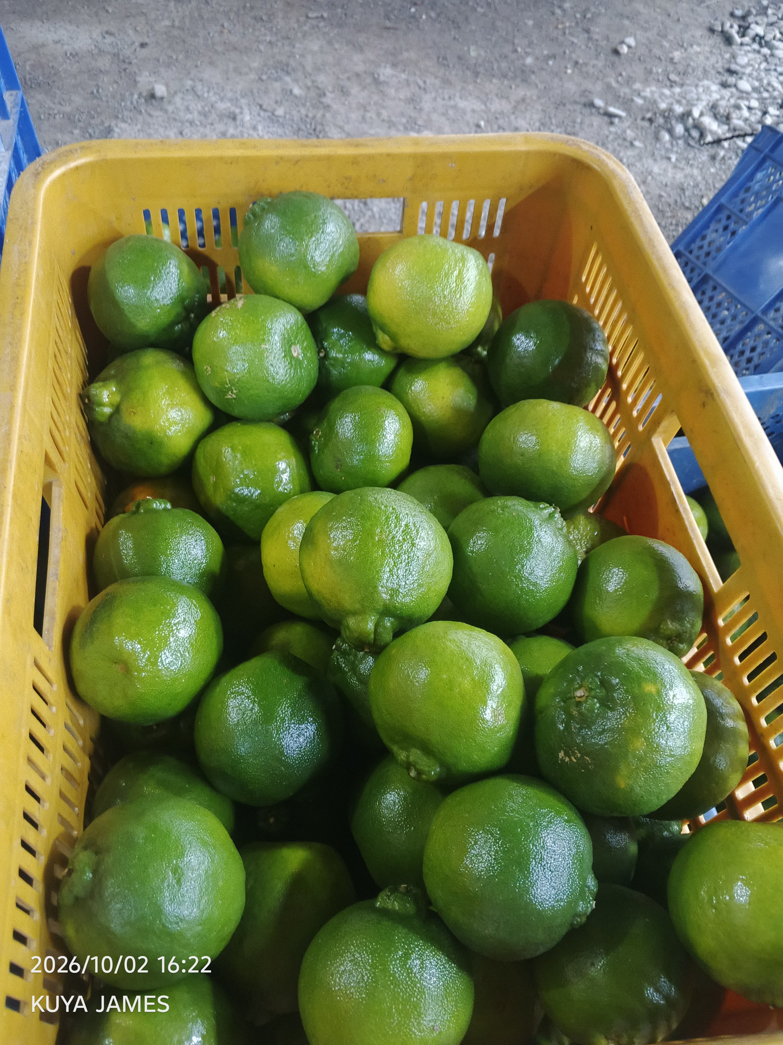 citrus