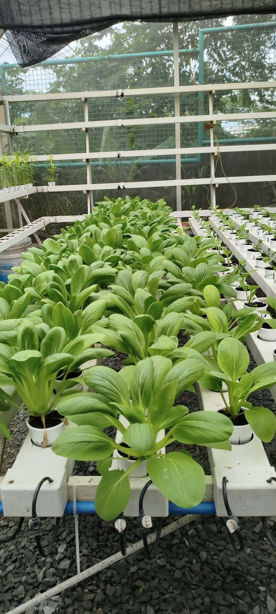 Bokchoy