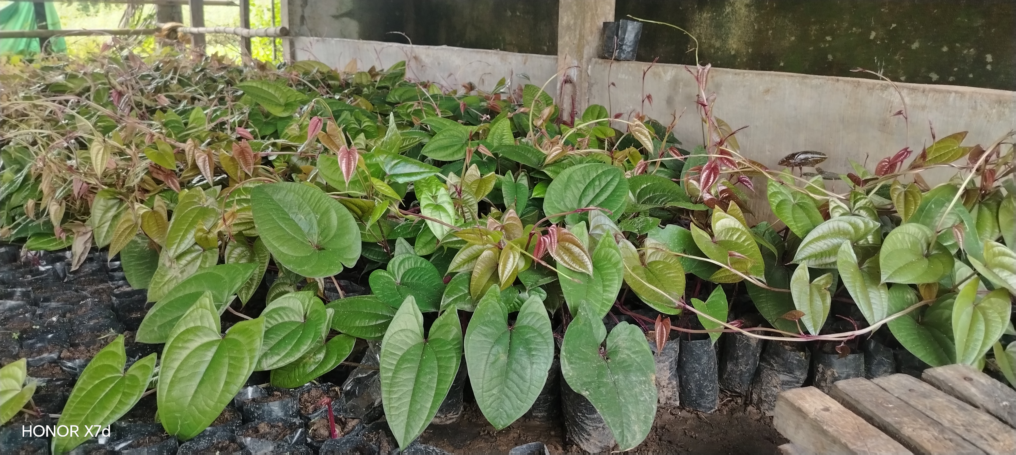 Ube seedlings photo 2