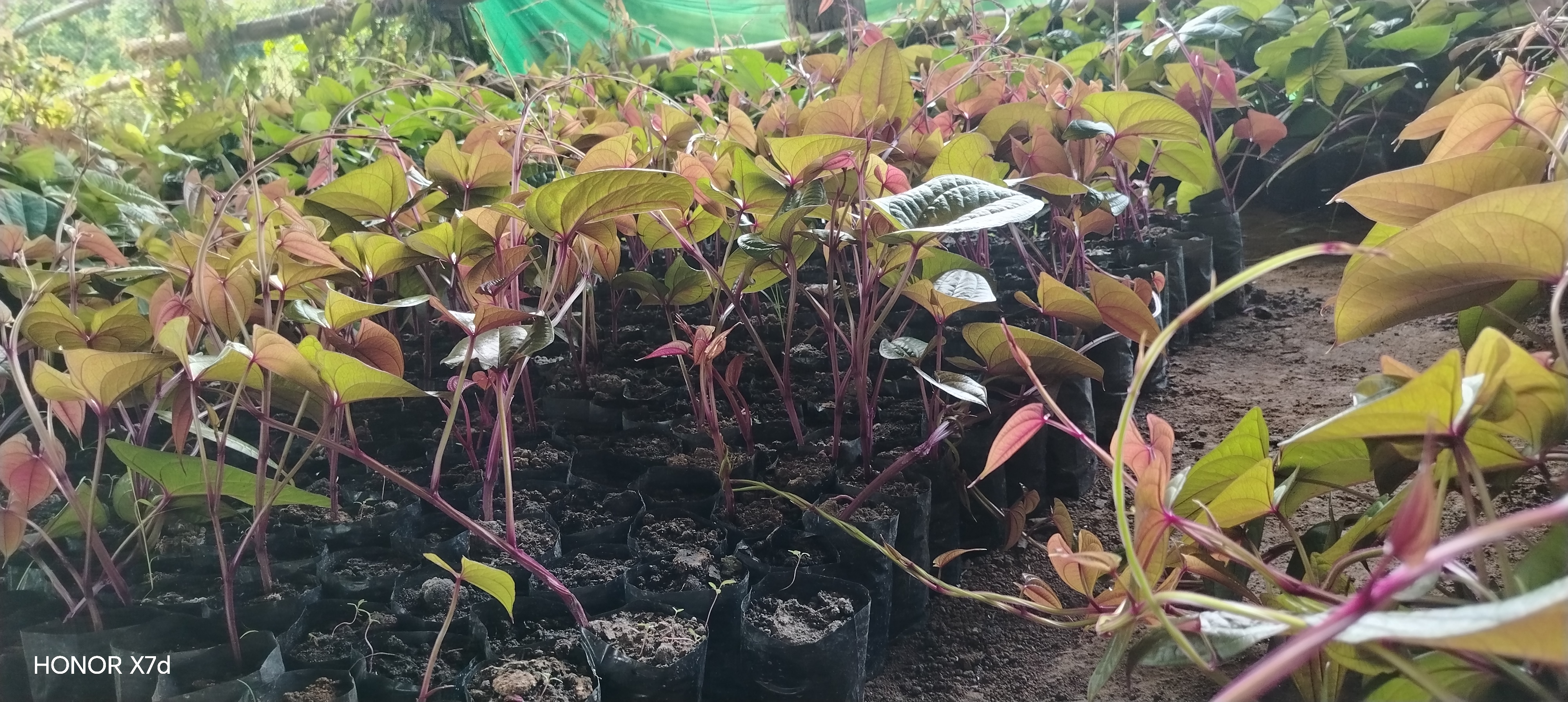 Ube seedlings photo 5