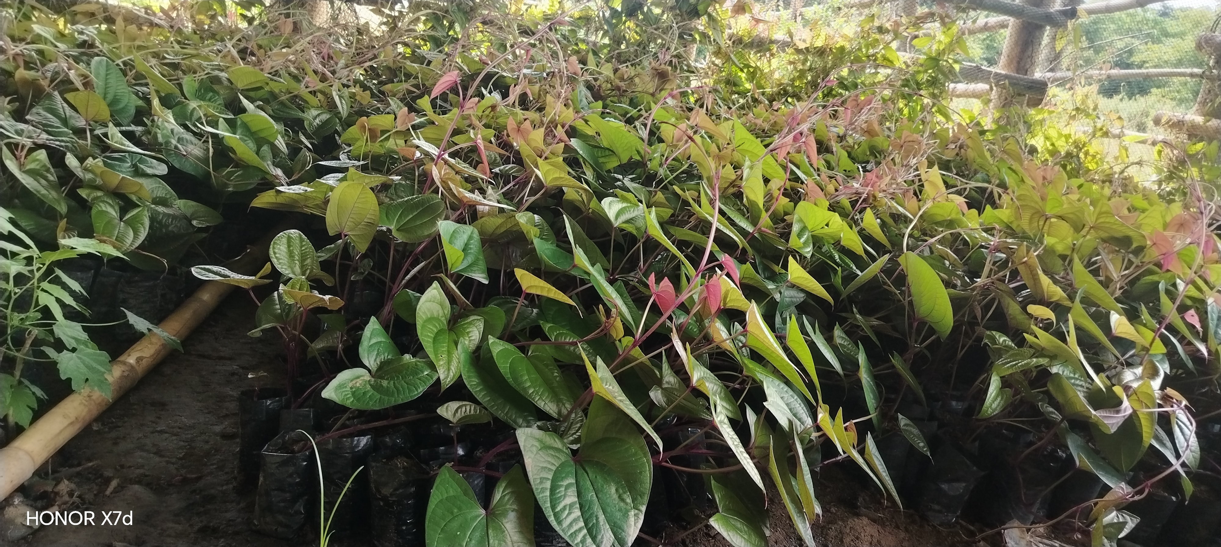 Ube seedlings