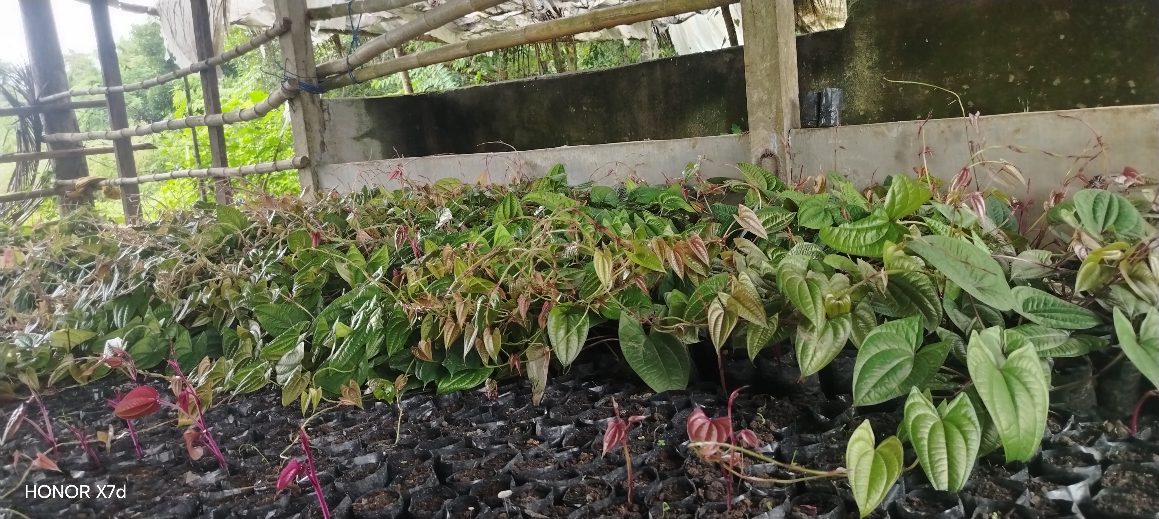 Ube seedlings photo 4