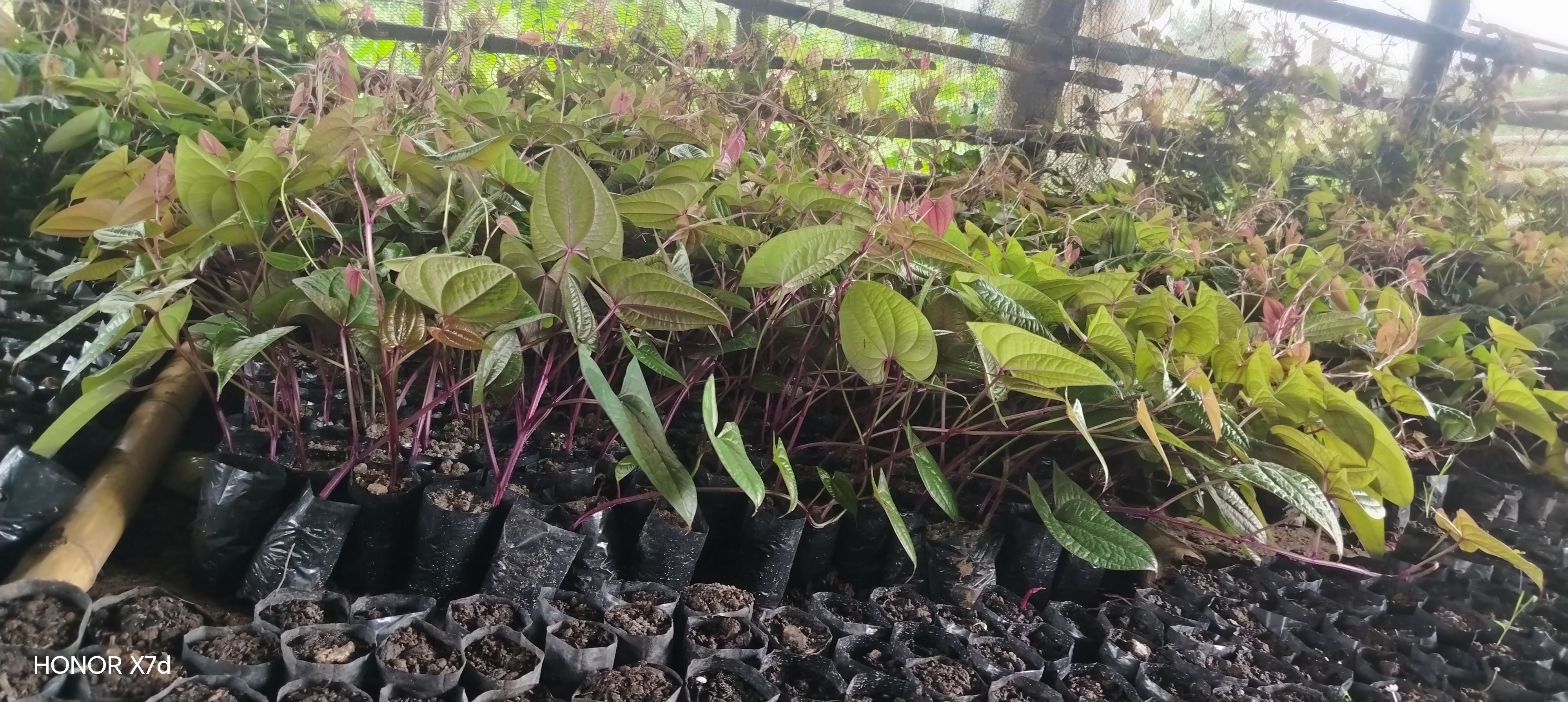 Ube seedlings photo 3