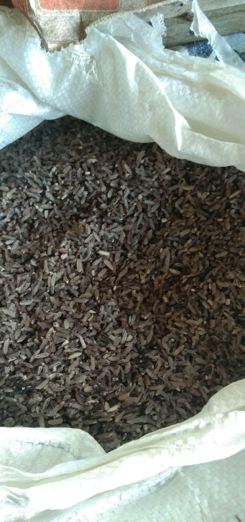 Pinilisa rice photo 2