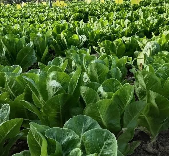 romaine (soil base) photo 2