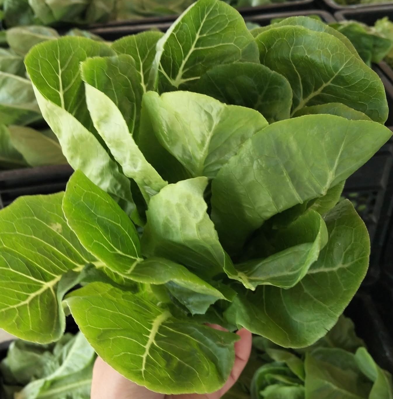 romaine (soil base)