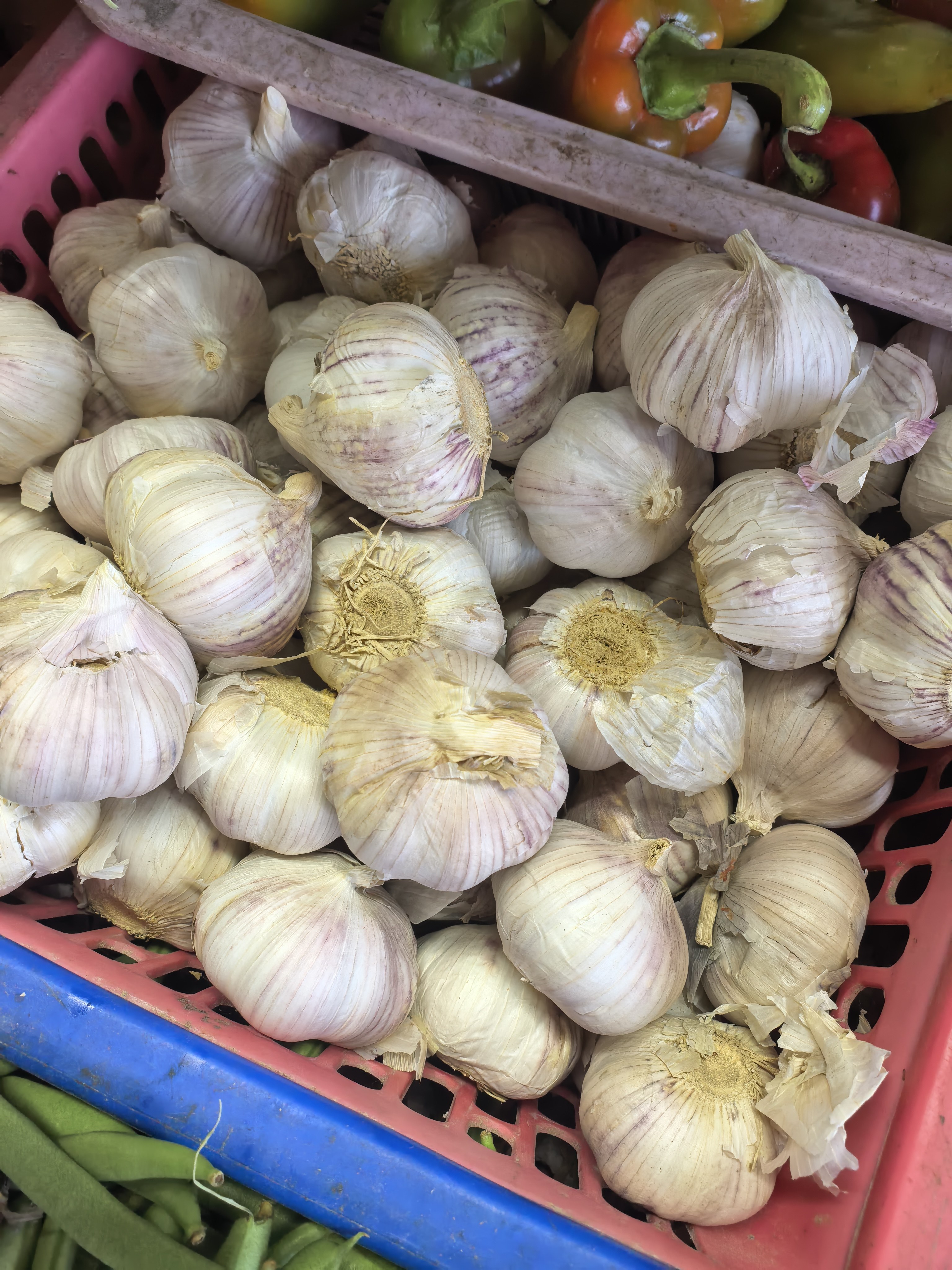 Bawang(Garlic) photo 3