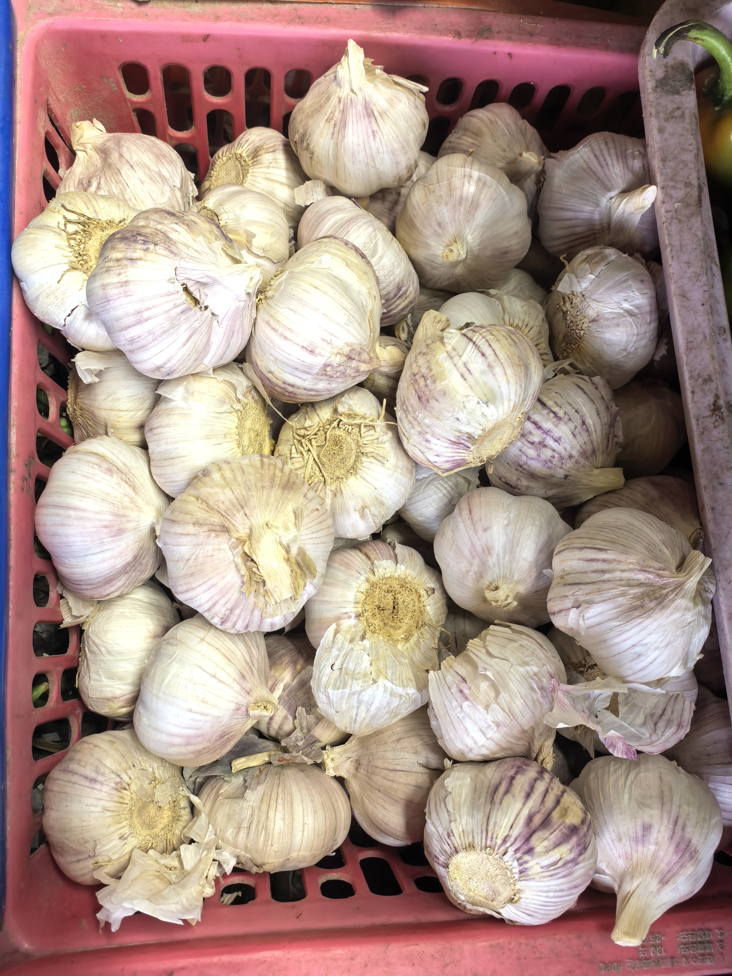 Bawang(Garlic) photo 2