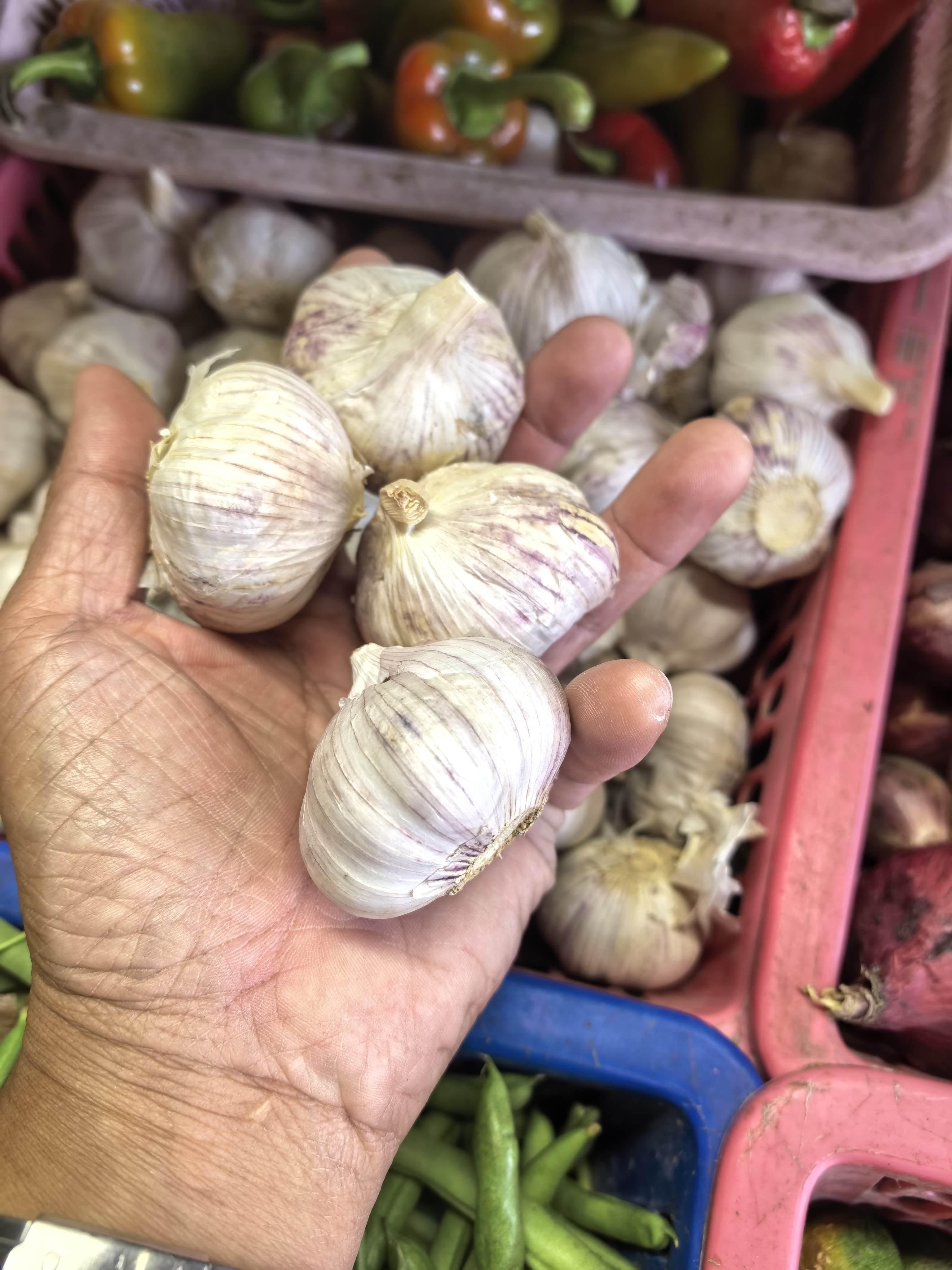 Bawang(Garlic)