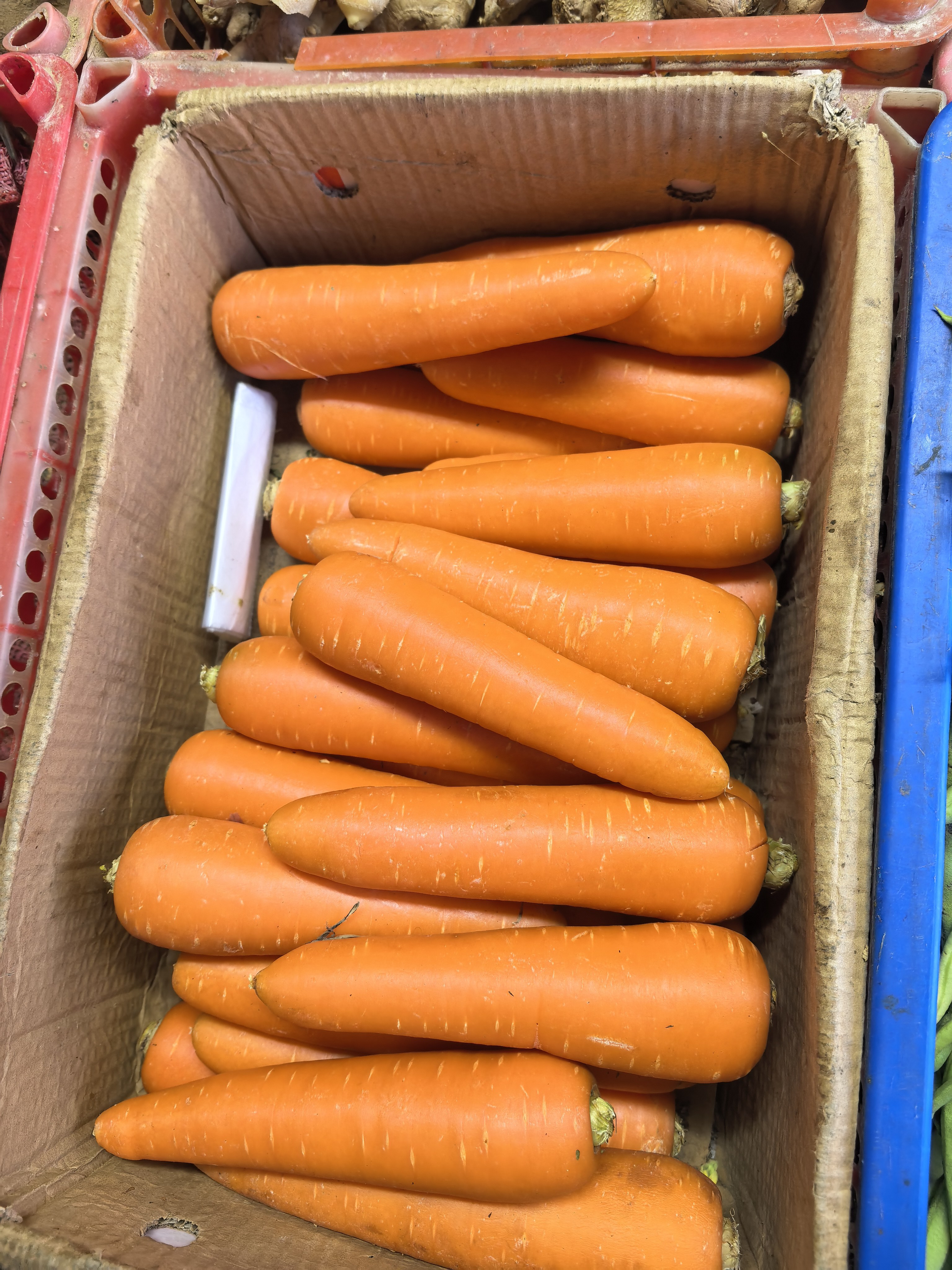Carrots photo 2