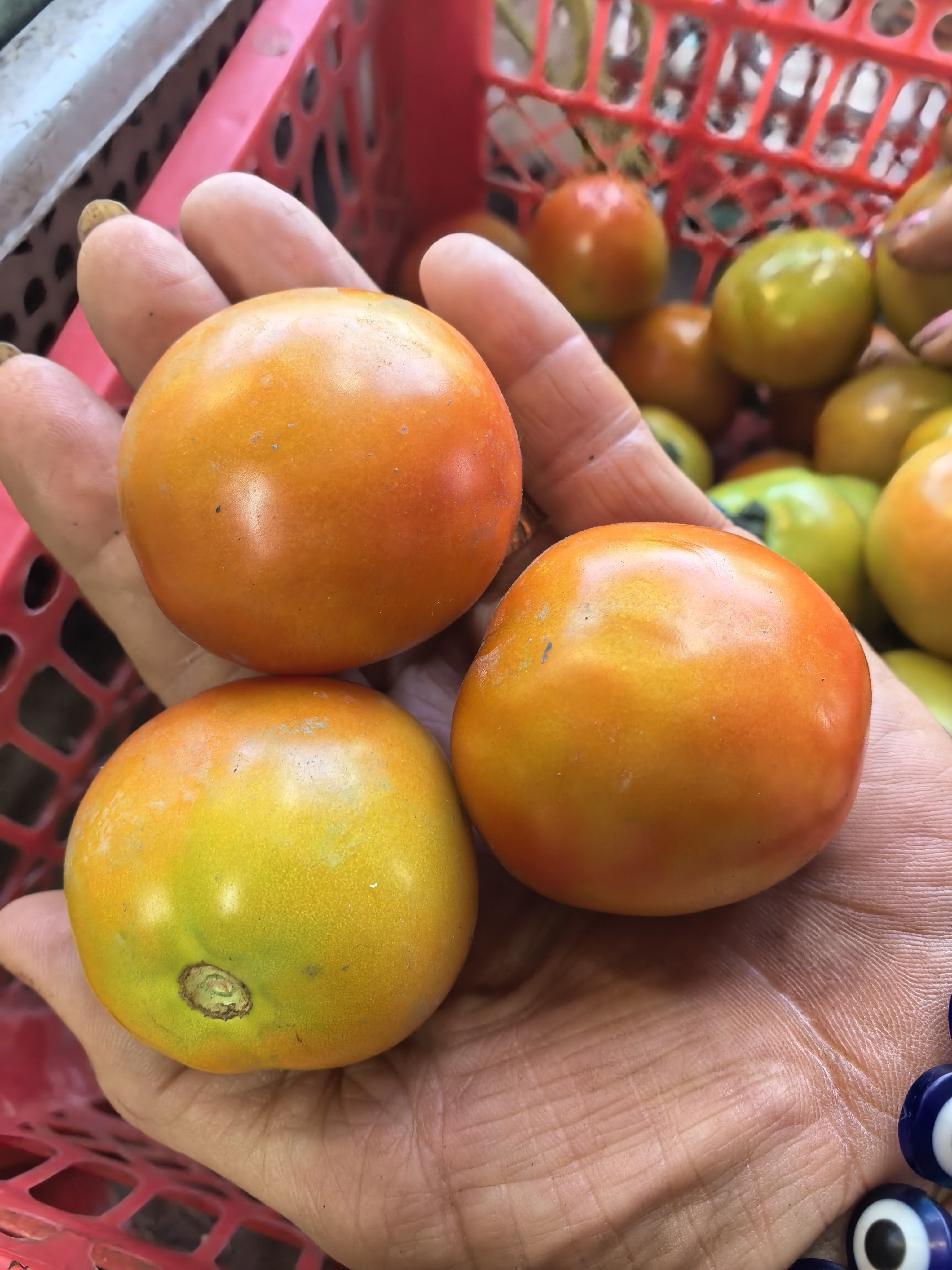 Kamatis (Tomato)