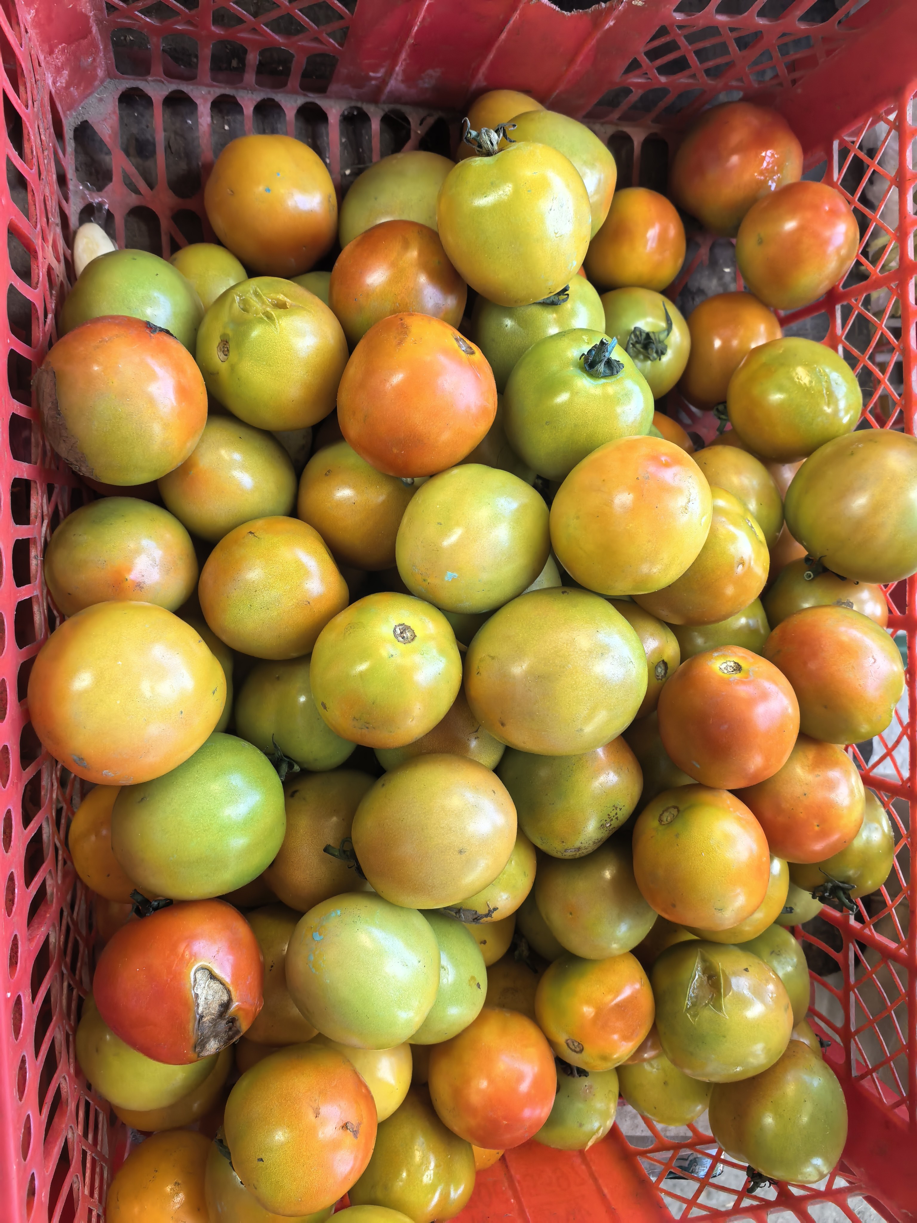 Kamatis (Tomato) photo 3