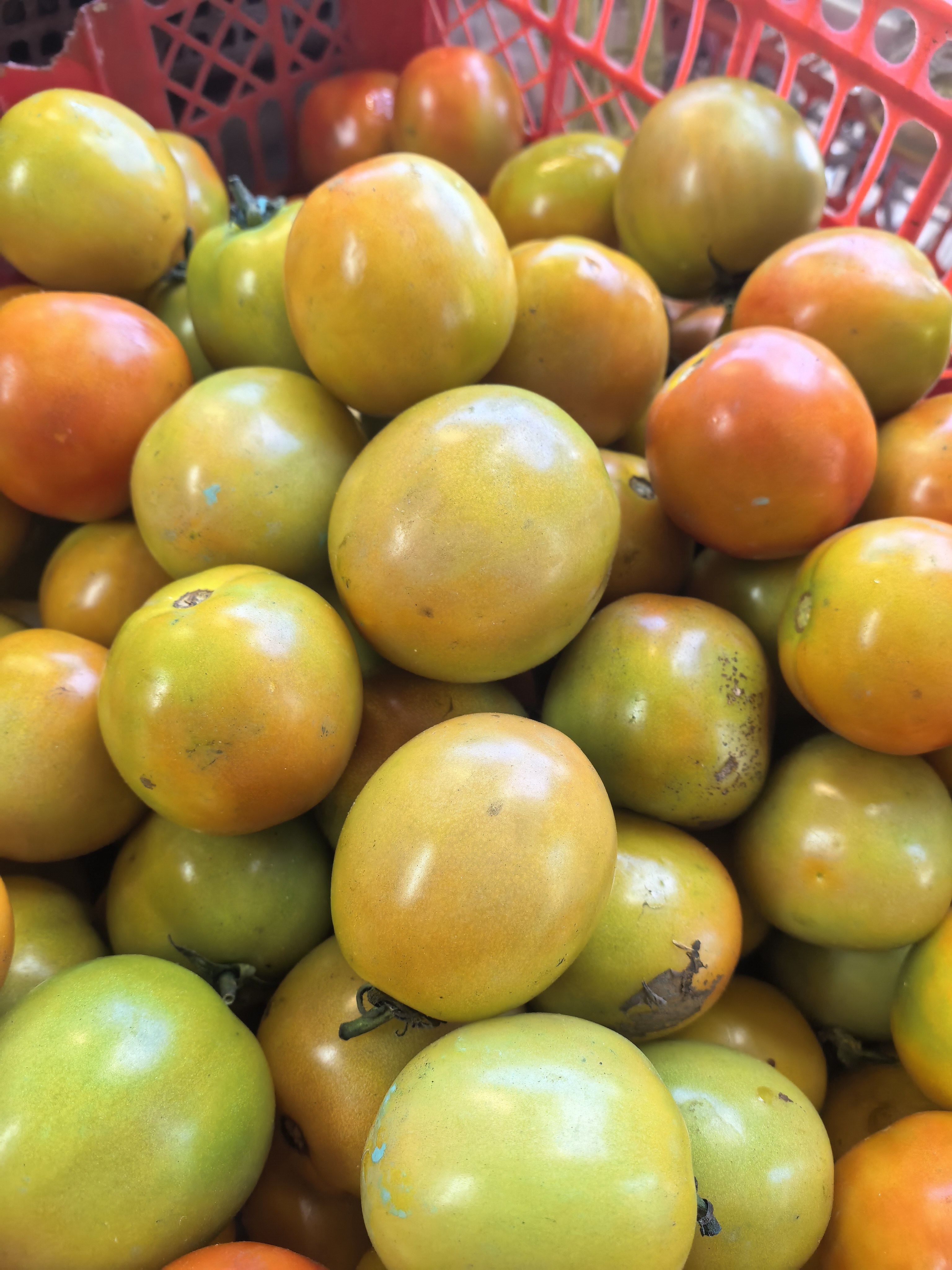 Kamatis (Tomato) photo 2