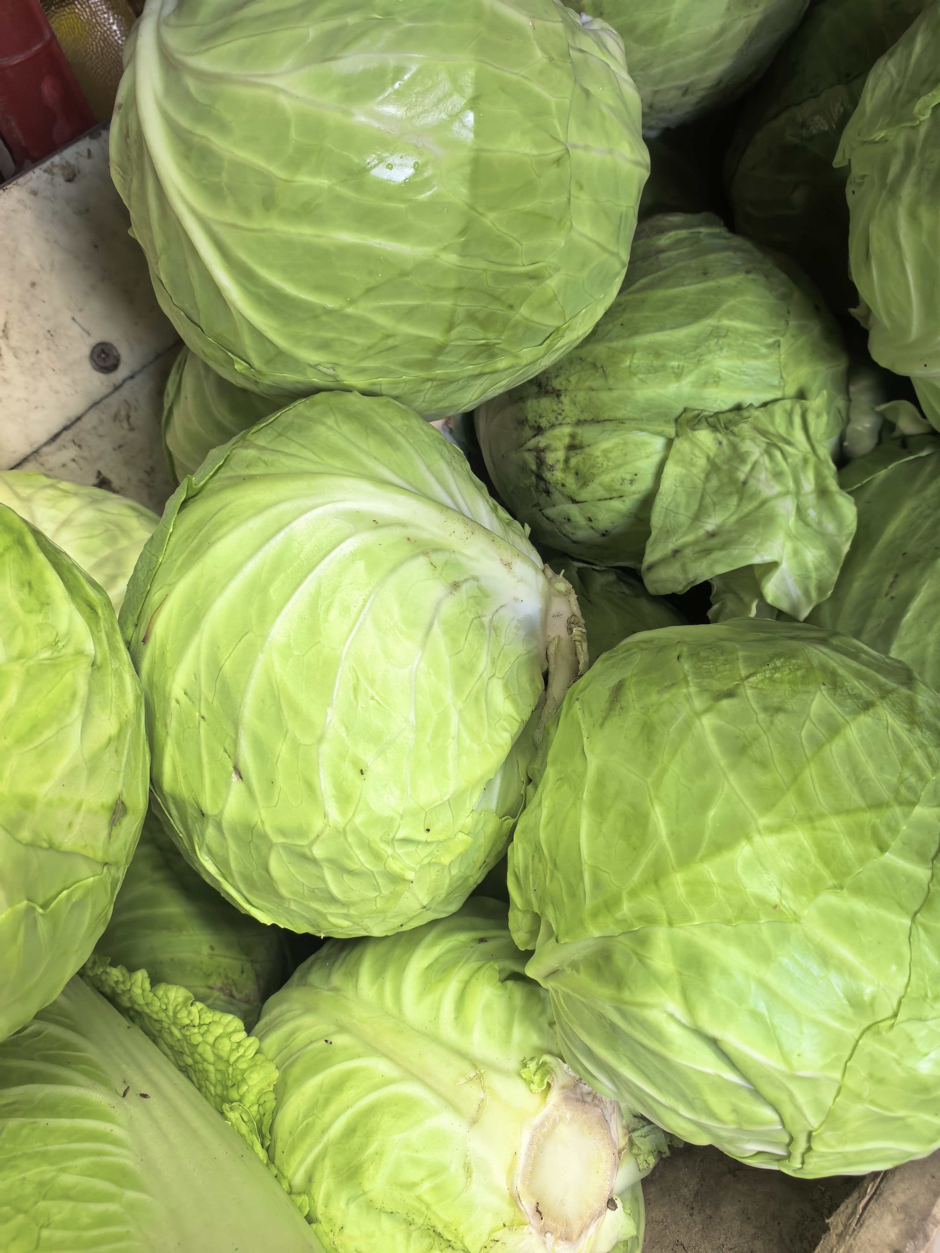 Repolyo(Cabbage)