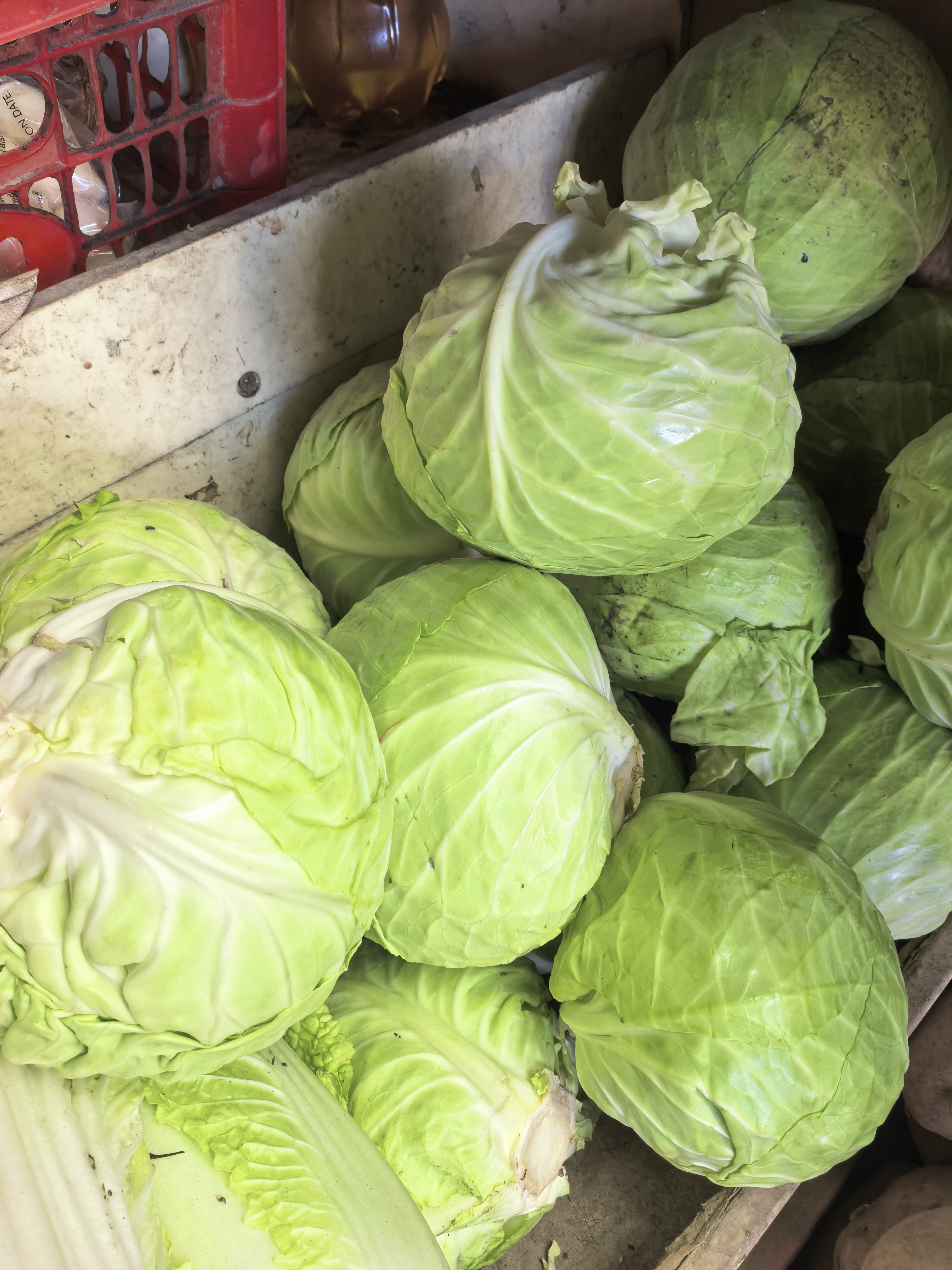 Repolyo(Cabbage) photo 2