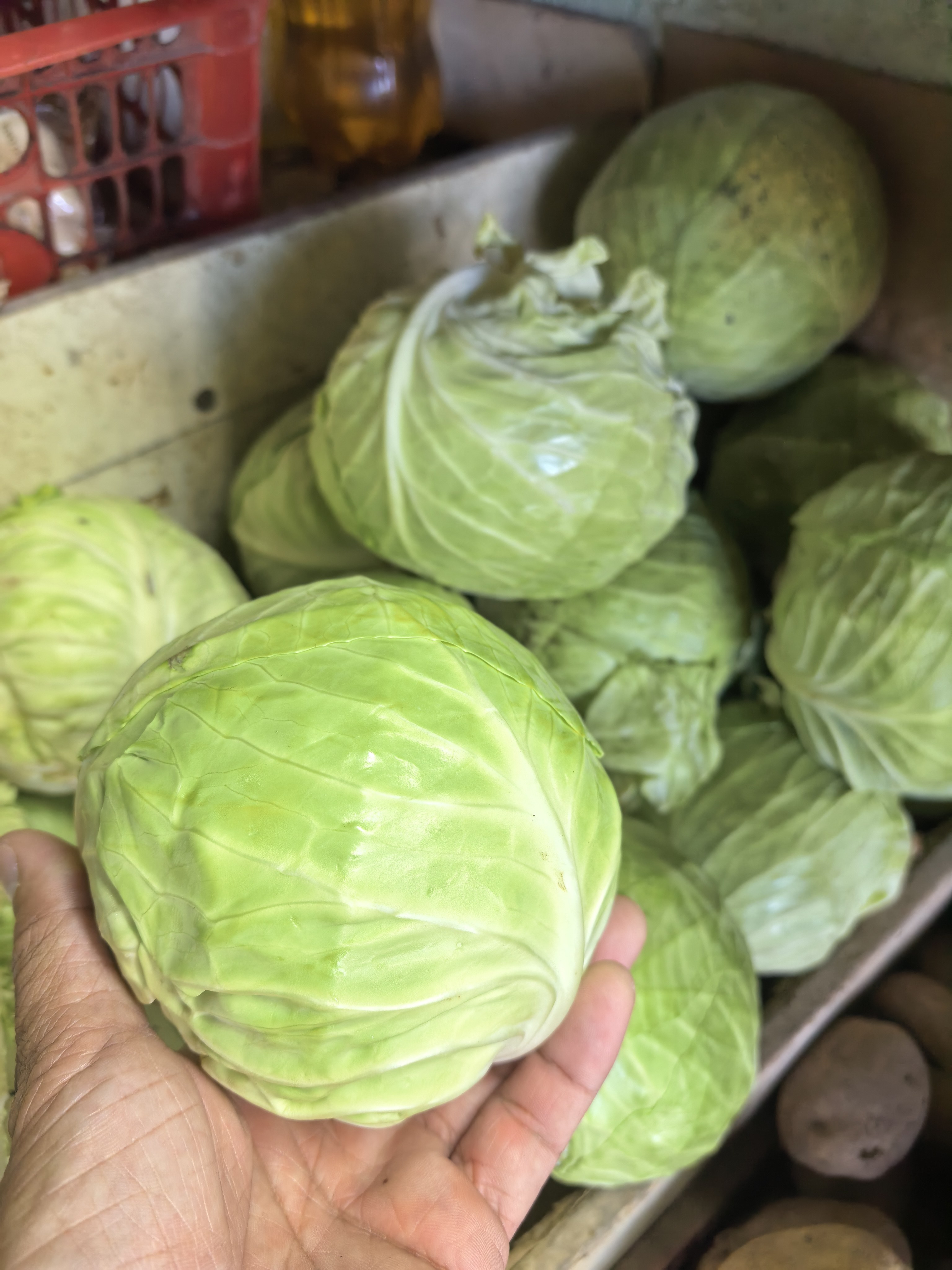 Repolyo(Cabbage) photo 3