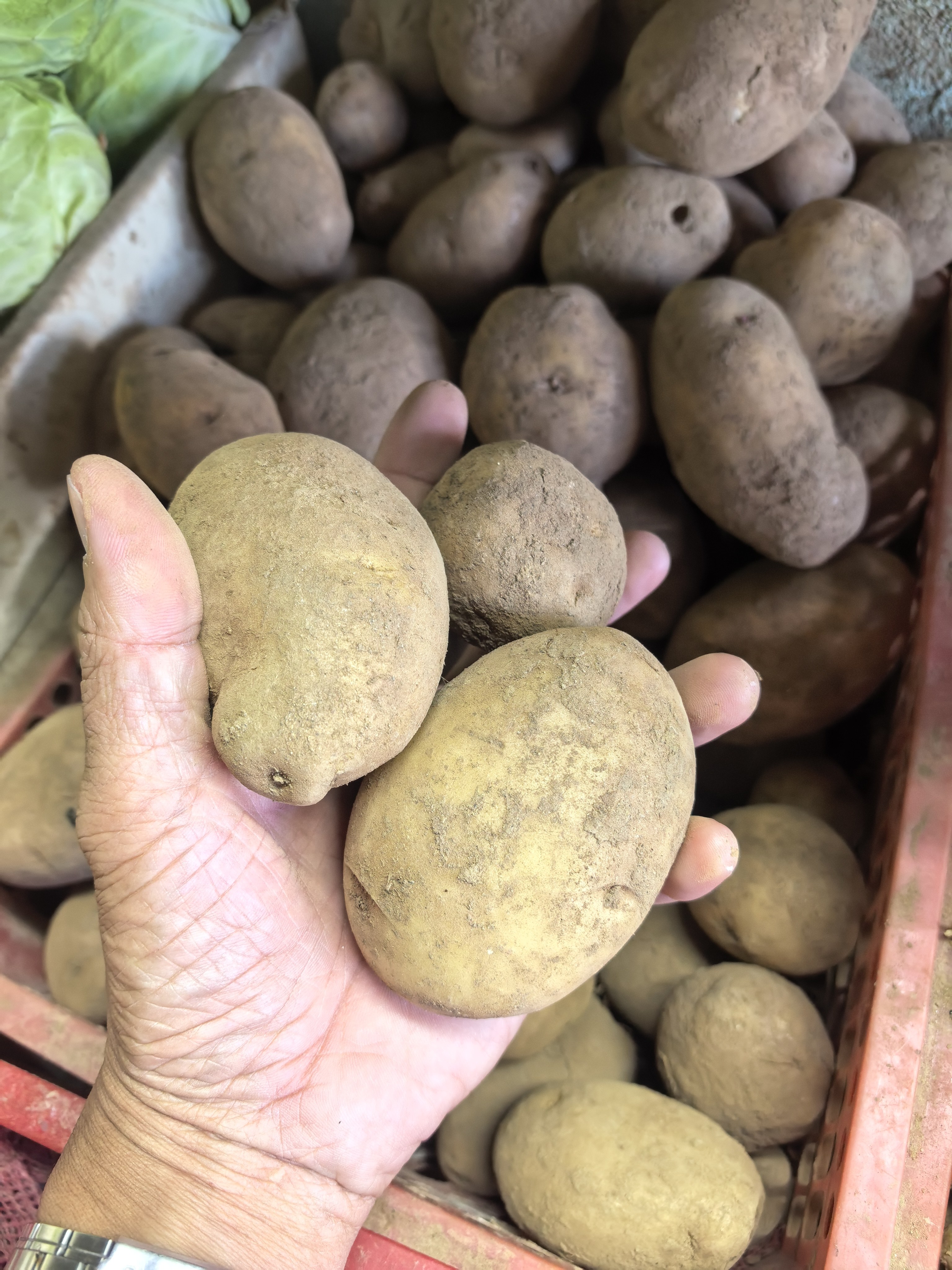 Patatas (Potato) photo 2