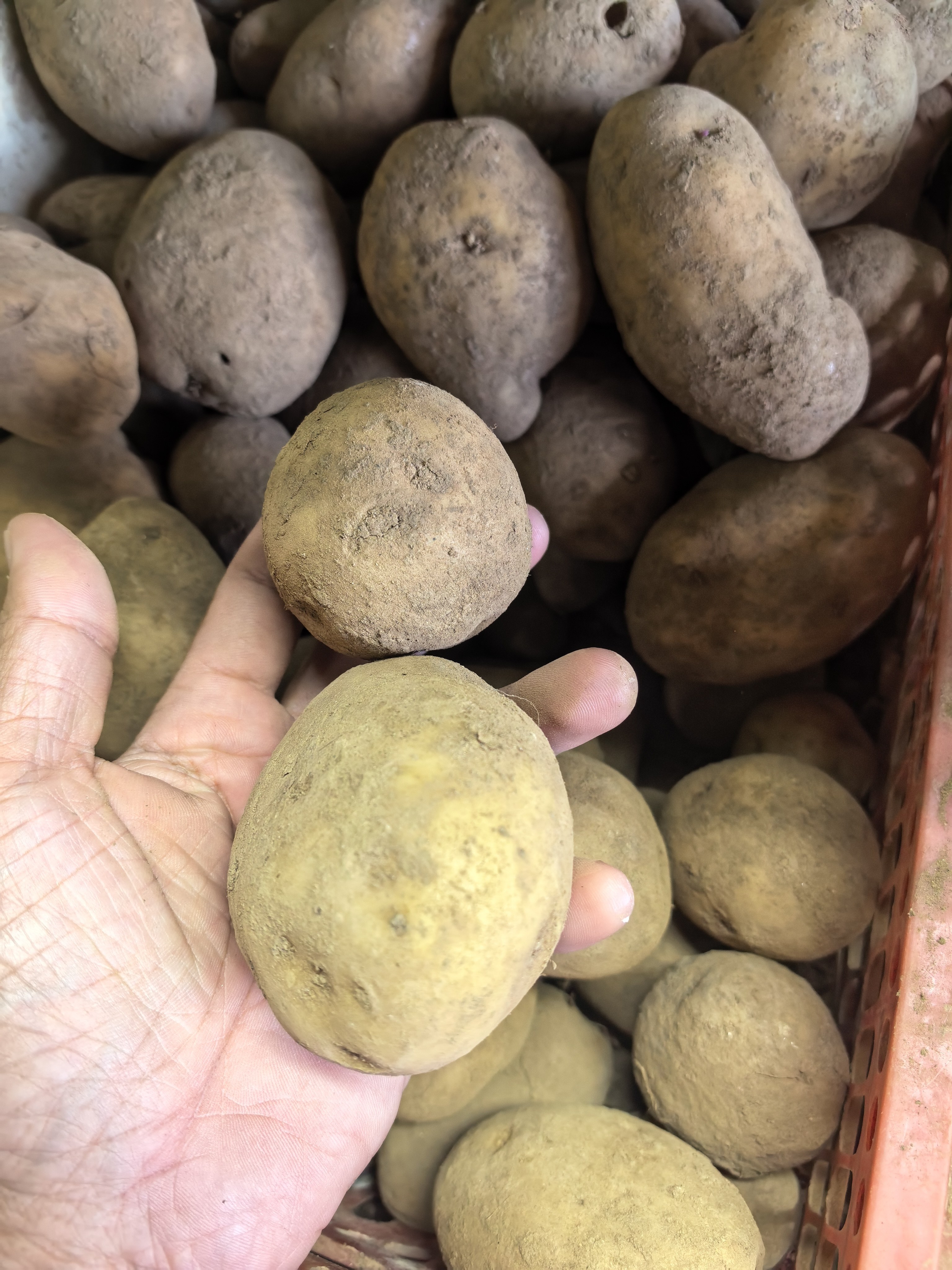 Patatas (Potato)