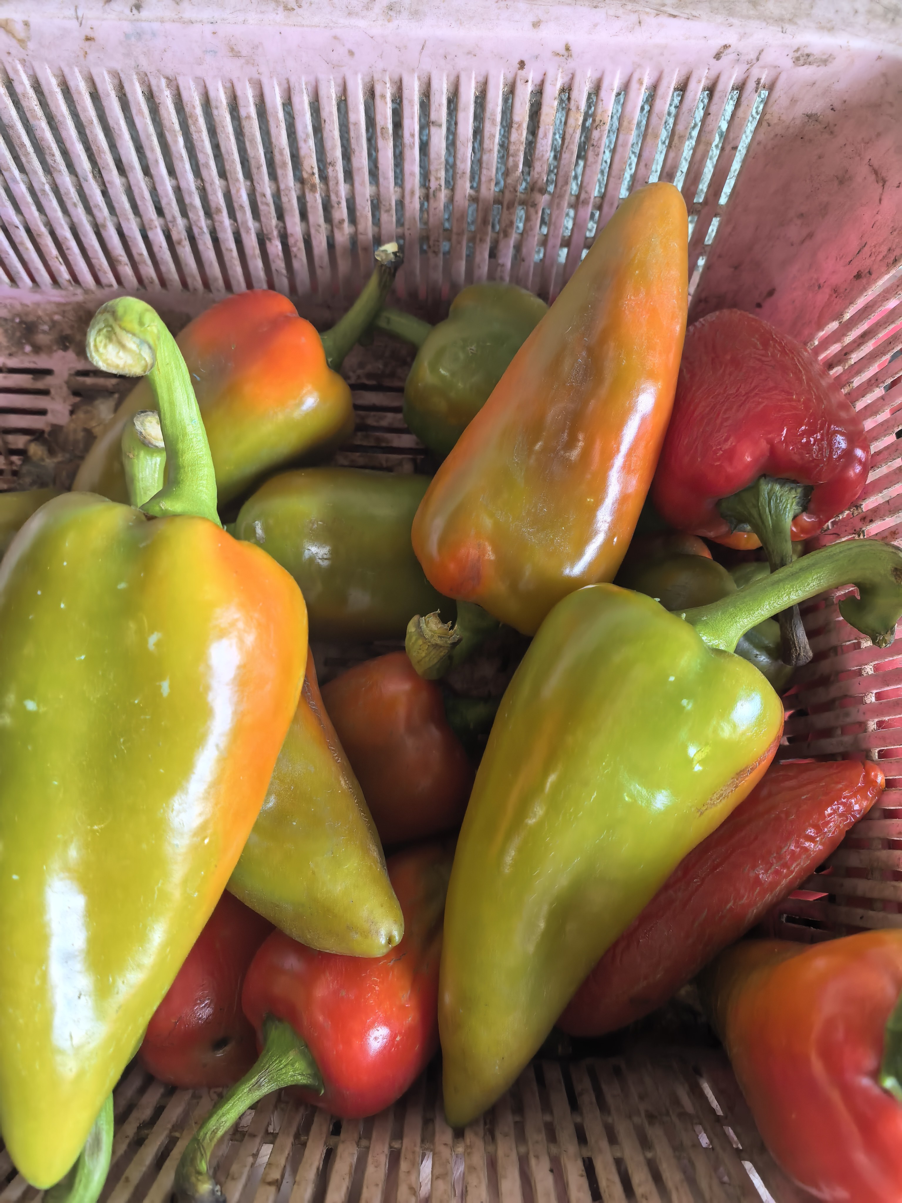 Bell Pepper